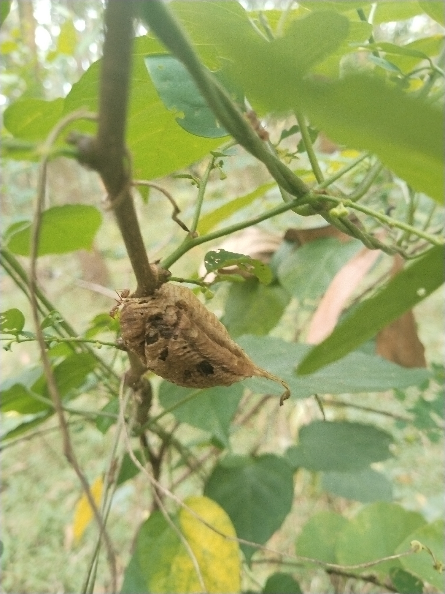 A close-up shot reveals a brown, dried-up fruit pod suspended from a plant stem, positioned in the center of the frame. The pod exhibits a rough, textured surface with multiple openings. Two ants are visible on the pod's surface. The plant's green leaves surround the pod, exhibiting various shapes and sizes. A twig or branch extends across the upper portion of the image, partially obscuring the leaves. The environment appears to be outdoors, with a blurred background indicating a natural setting. Location: Unknown, Unknown.