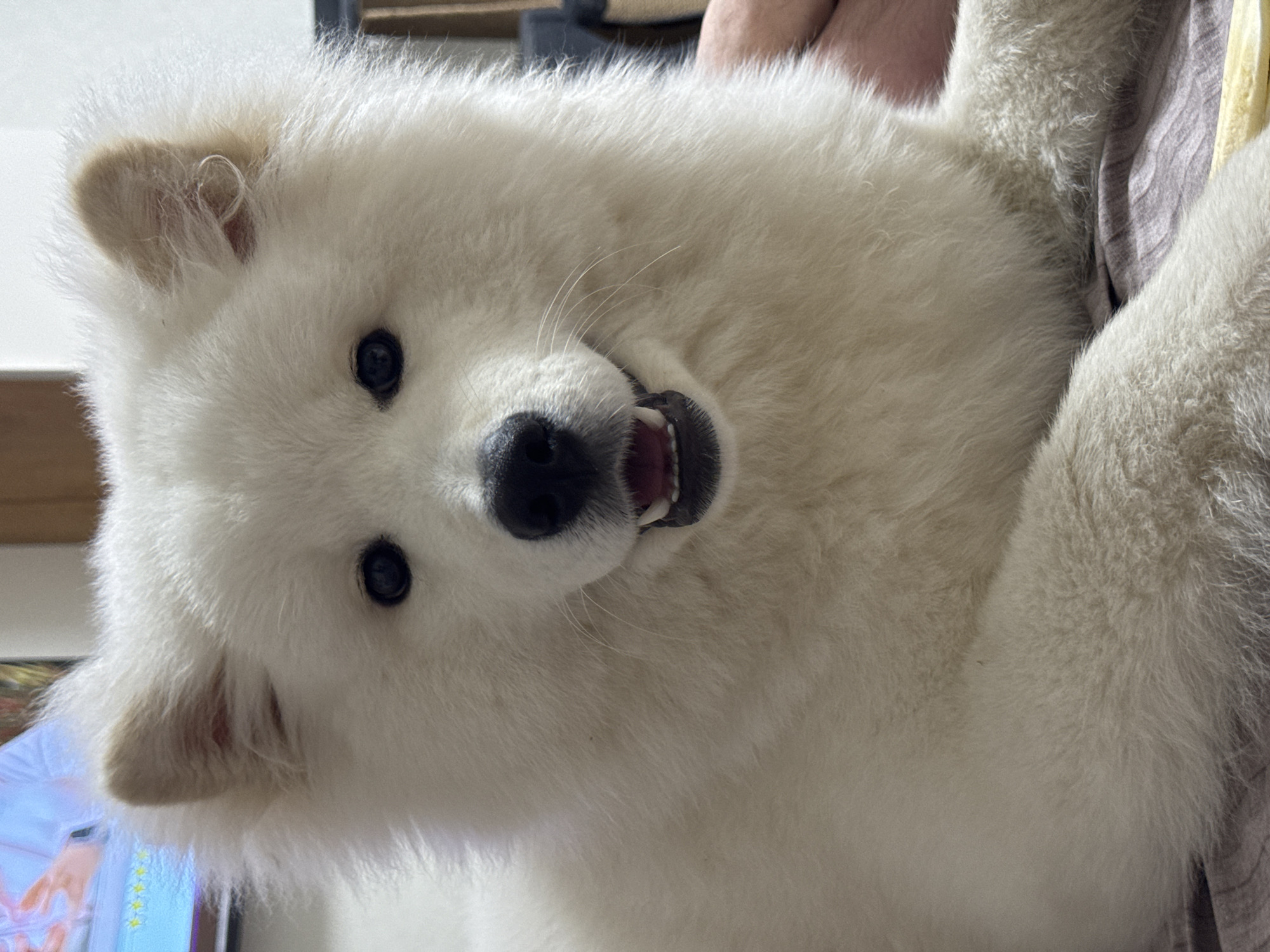 The image is a close-up, eye-level shot of a fluffy white Samoyed dog. The dog is lying down, with its head turned towards the camera. Its mouth is slightly open, revealing its tongue and teeth, and it appears to be panting or smiling. The dog's eyes are dark and expressive, and its ears are perked up. The background is blurred, but appears to be an indoor setting, possibly a living room, with a television screen visible in the upper left corner. The lighting is warm and soft, creating a cozy atmosphere. There is no information in the image that would allow for the determination of its location in Chaikovsky, Russia.
