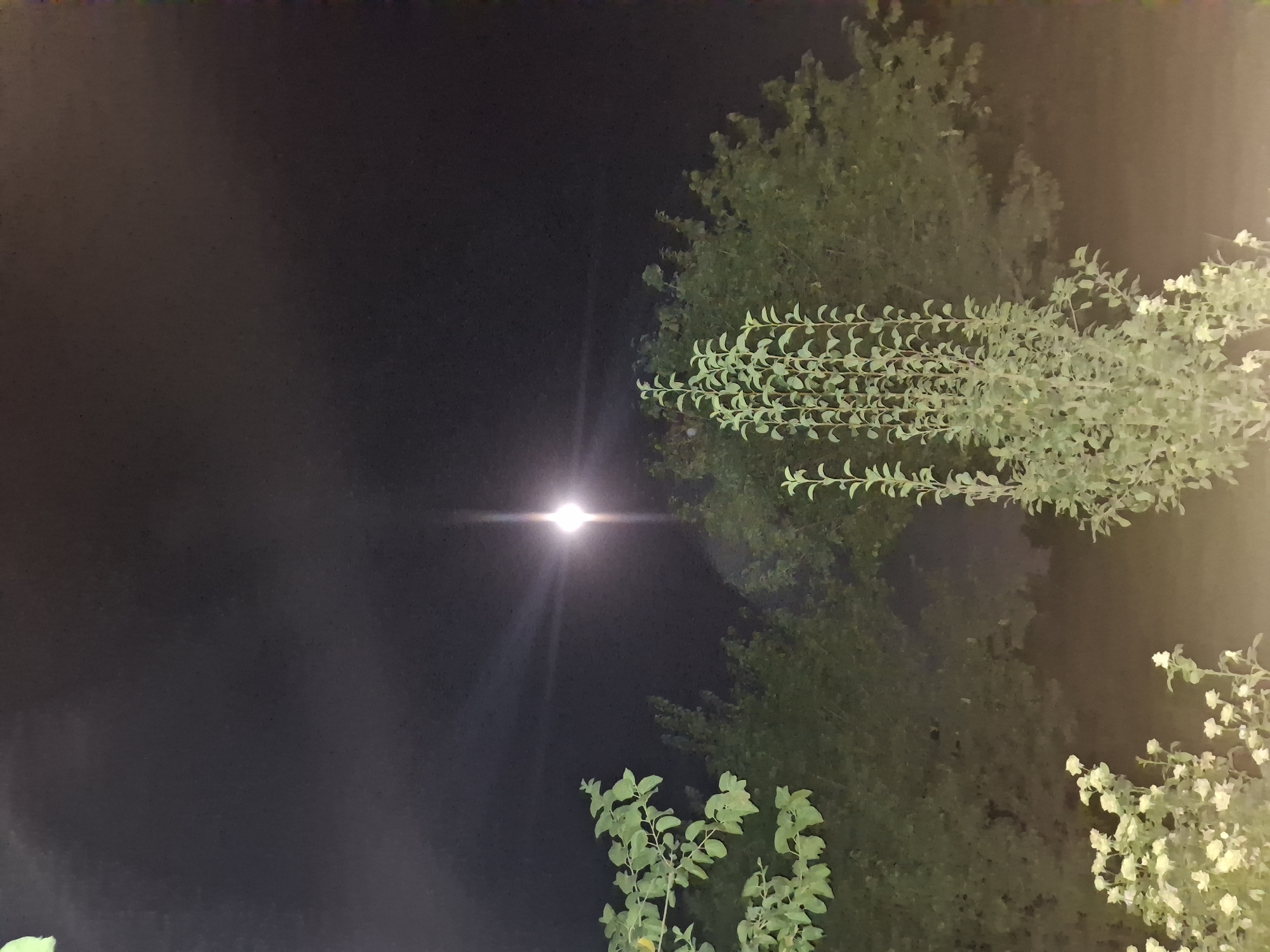 This is a nighttime photograph taken outdoors in Ko`kdala, Uzbekistan. The image features a dark sky with a bright, glowing light source, likely the moon or a strong artificial light, positioned in the upper center of the frame. This light source has a visible lens flare effect radiating outwards. In the foreground and mid-ground, there are various types of vegetation. To the left, there are branches with light green leaves. In the center, a tall plant with numerous small, light green leaves is prominent. In the lower left, there are clusters of small white flowers on stems. Behind these, a dense line of darker green trees forms a backdrop. The overall scene is illuminated by the ambient light from the sky, creating a moody and atmospheric effect.