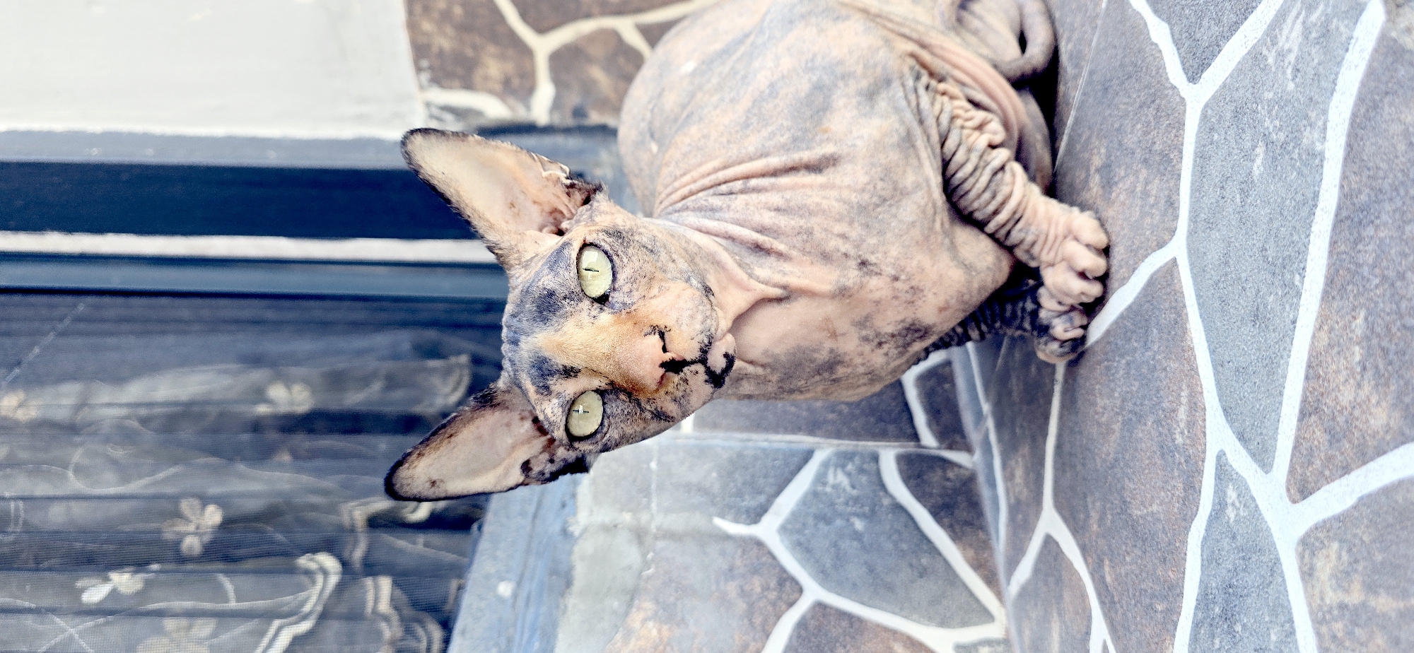 The image shows a close-up of a hairless cat, likely a Sphynx breed, with light green eyes and mottled pink and grey skin. The cat is sitting on a textured, tiled surface, which appears to be stone. In the background, out of focus, is a window with a sheer curtain patterned with faint floral designs, and a dark blue frame. The tiled wall behind the cat is made of irregularly shaped stones in shades of grey and brown, outlined with white grout. The lighting suggests an outdoor setting or a well-lit indoor space, with natural light illuminating the scene. There are no people or any other animals visible in the image. The environment appears to be an exterior wall of a building, possibly a balcony or patio area, given the presence of tiles and the outdoor lighting. It is not possible to determine the specific location within Baku, Azerbaijan from the visual information provided.