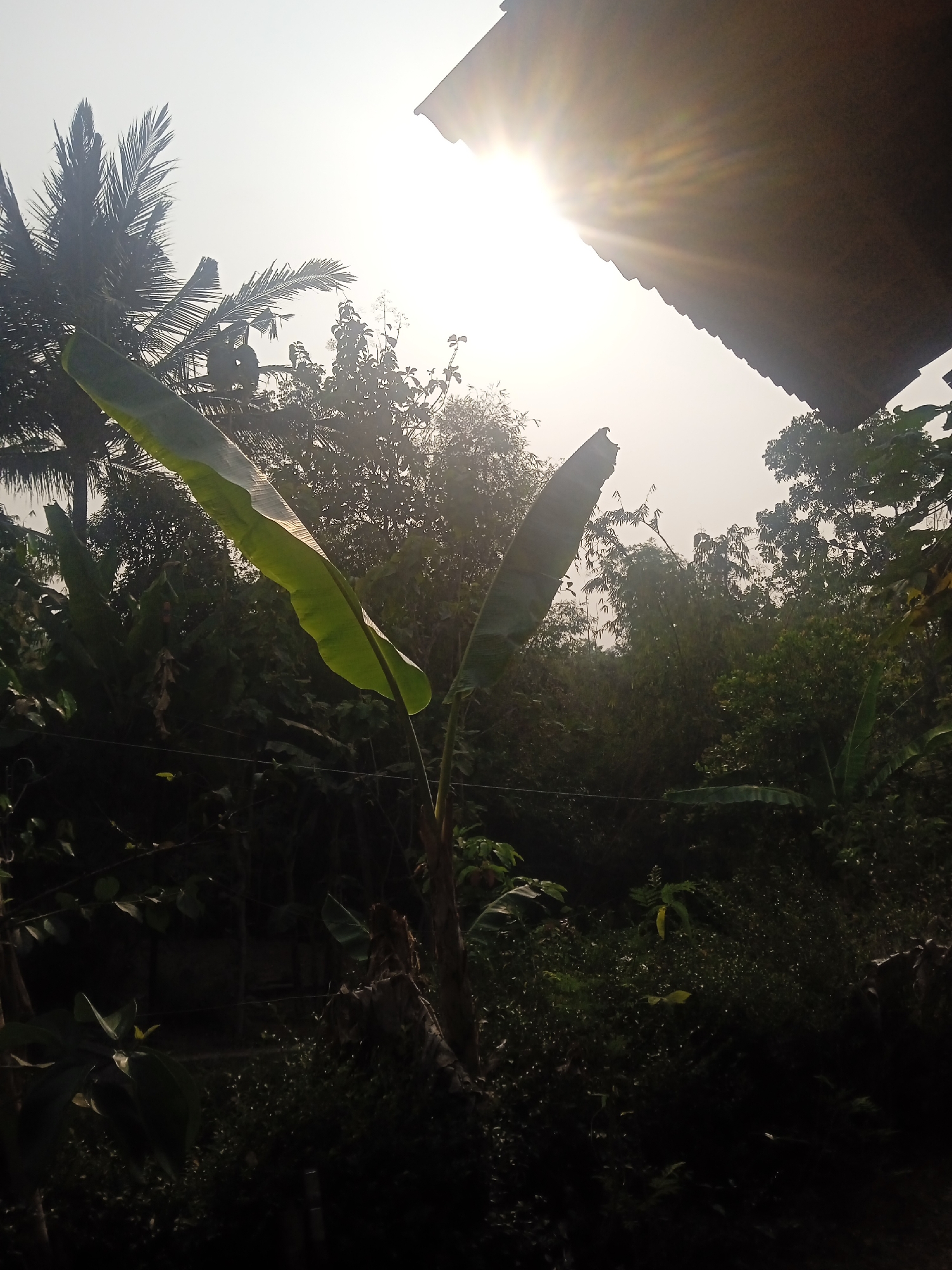 The image captures an outdoor scene with lush vegetation under a hazy sky. A large, dark brown, corrugated roof overhangs the top right portion of the frame, with sunlight streaming from the upper left. Prominent banana leaves, one large and curved, are visible in the foreground, with a smaller one to the right. The background is filled with various trees and dense foliage, suggesting a tropical or subtropical environment. The lighting indicates it might be early morning or late afternoon, with the sun low in the sky. There are no people or animals visible. The scene appears to be located in a rural or semi-rural area, possibly a backyard or garden, given the presence of the roof. Without further information, pinpointing the exact location in Jatisrono, Indonesia, is not possible based solely on this image.