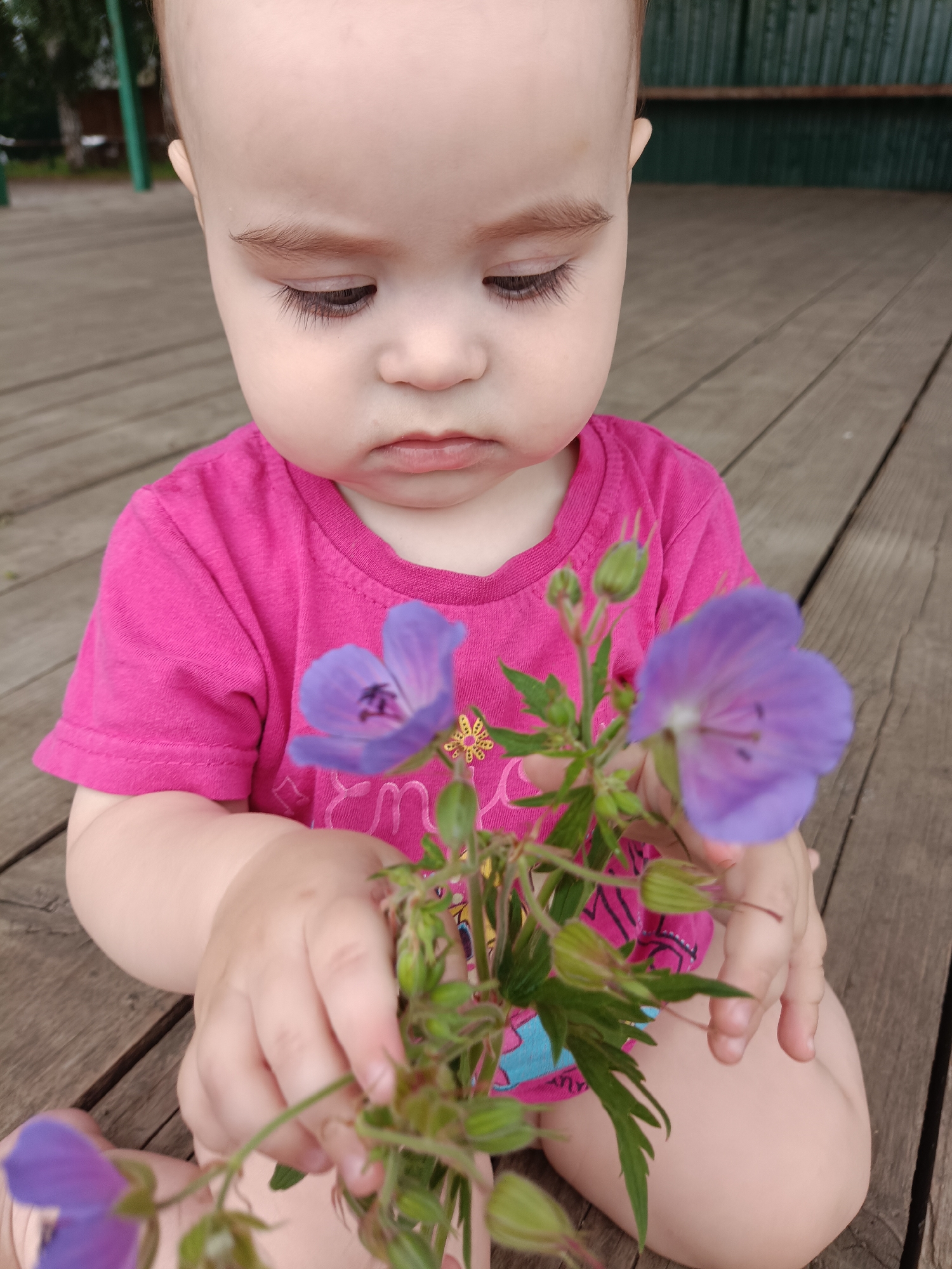 A baby wearing a pink t-shirt sits on a wooden deck, holding a stem with two purple flowers and several buds. The baby is looking down at the flowers, with their head tilted slightly. The wooden deck appears to be outdoors, with a dark green fence visible in the background. The lighting suggests it is daytime, possibly overcast. The scene is likely in a backyard or park area.