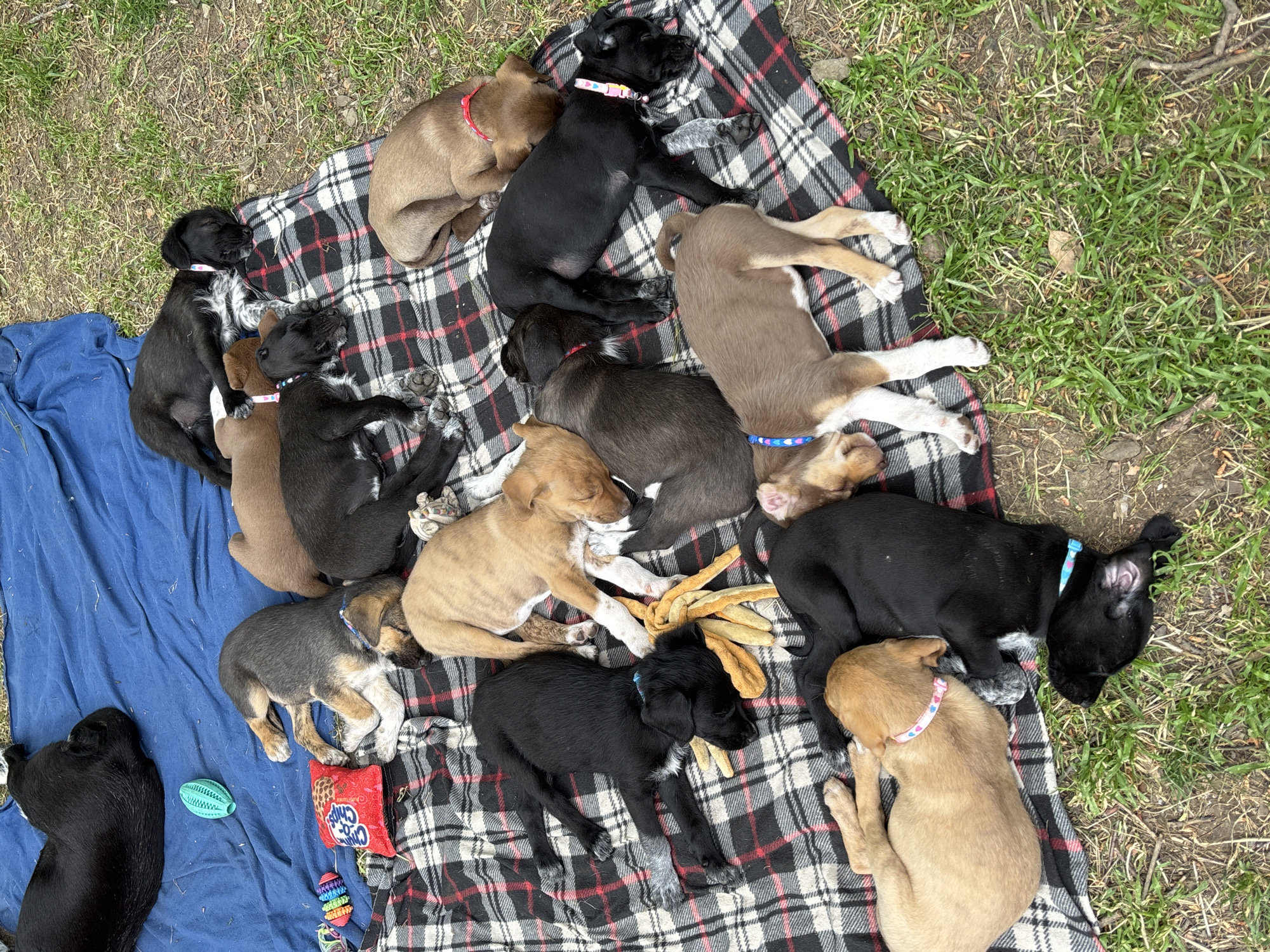 The image depicts a cluster of approximately 15 puppies, mostly sleeping, on a plaid blanket and a blue cloth. The setting appears to be outdoors, possibly a park or grassy area, near Tbilisi, Georgia. The puppies vary in color, including black, brown, and tan, and some have collars. Several dog toys and a bag of Chips Ahoy! cookies are visible near the puppies on the blanket. The environment is partially grassy with some soil visible.