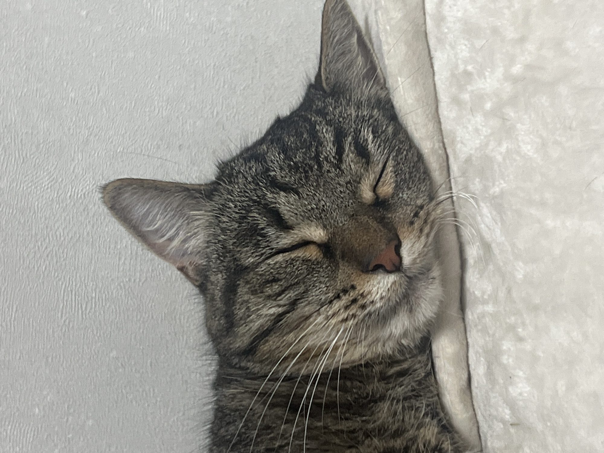 A close-up, head-on shot shows a tabby cat sleeping peacefully on a white, plush surface. The cat is lying on its side, with its eyes closed and its head resting comfortably. Its fur is a mix of brown, black, and gray stripes. The background is a plain, textured white wall. The scene is indoors, with soft, diffused lighting. There are no people visible in the image. The cat's whiskers are prominent, and its pink nose is visible. This image has no relation to Votkinsk, Russia.