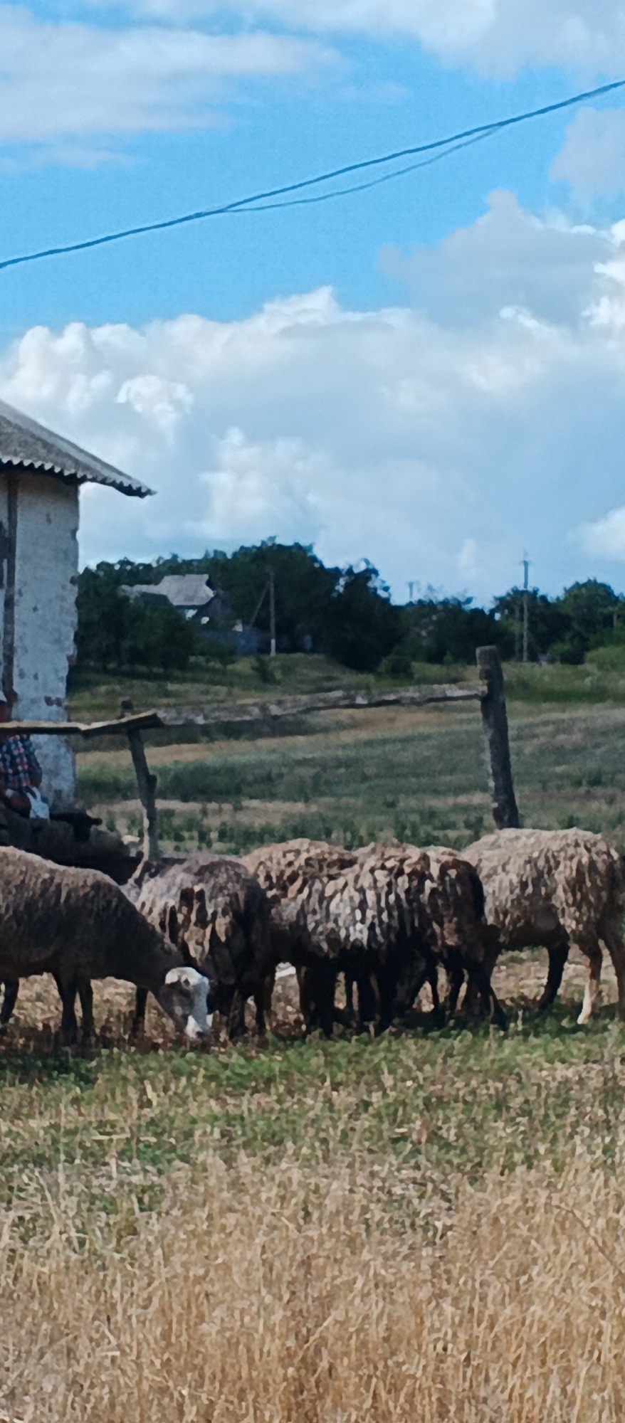 A flock of sheep grazes in a dry, grassy field with a rustic wooden fence in the foreground. In the background, a simple building with a corrugated roof stands next to a small cluster of trees. The sky above is blue with scattered white clouds. The scene appears to be in a rural setting within the city of Ternivka, Ukraine.