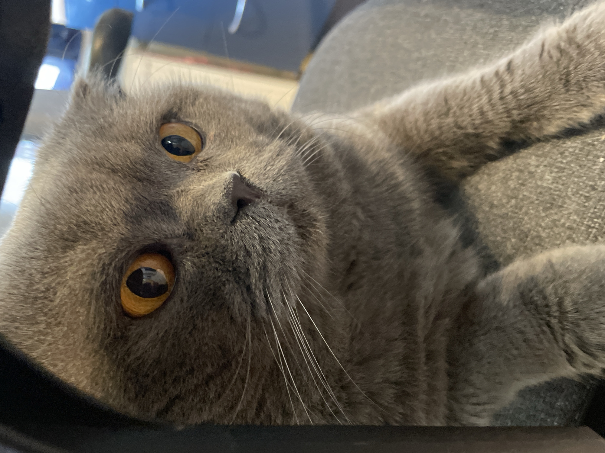 A close-up, head-and-shoulders shot shows a grey Scottish Fold cat sitting on a textured grey surface. The cat has large, amber-colored eyes with dark pupils and appears to be looking off to the right of the frame. Its ears are folded forward, characteristic of the breed. The cat's fur is short and dense. The background is out of focus, with some dark and lighter colored shapes visible, possibly furniture or a desk area. The lighting appears to be artificial, creating a warm glow on the cat's face. The image is taken from a slightly elevated angle, looking down at the cat. The cat's paws are visible resting on the surface in front of it.