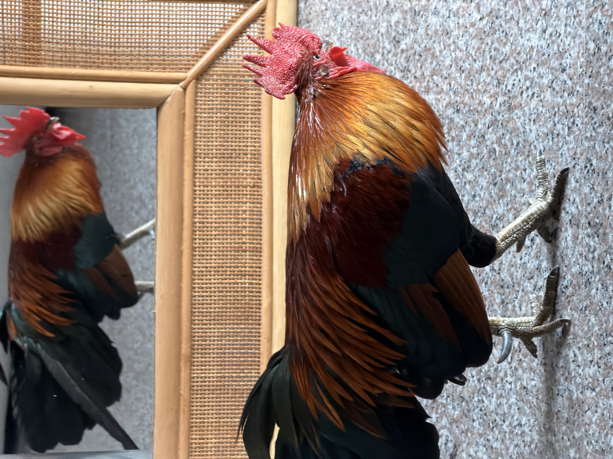 A close-up, eye-level shot focuses on the side profile of a rooster with iridescent orange, red, and black feathers, standing on a speckled granite floor. Its comb and wattles are a vibrant red. In the background, a rattan-framed mirror reflects another rooster, slightly blurred, showcasing its head and neck. The mirror's frame is made of light-colored rattan and woven material. The overall scene appears to be indoors, possibly in a home or establishment in Ko Samui District, Thailand, given the tropical aesthetic of the rattan.