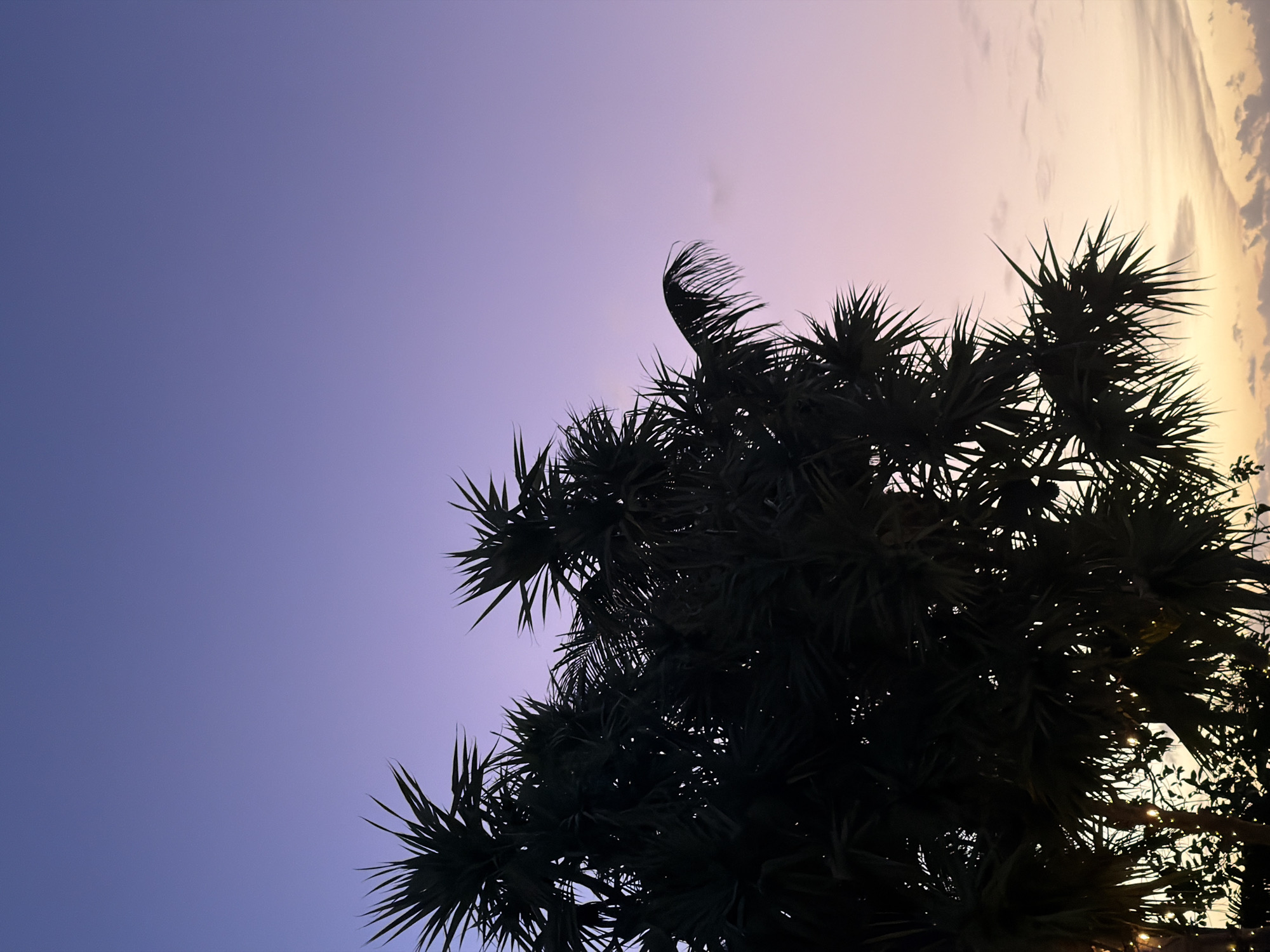 The image shows the silhouette of a tree against a colorful sky. The sky fades from deep purple on the left to light orange/yellow on the right, with faint clouds visible in the lighter portion. The tree occupies the lower right portion of the frame, with spiky leaves clearly defined against the sky. The location is unknown and there are no people, subjects, objects, actions, or interactions visible.