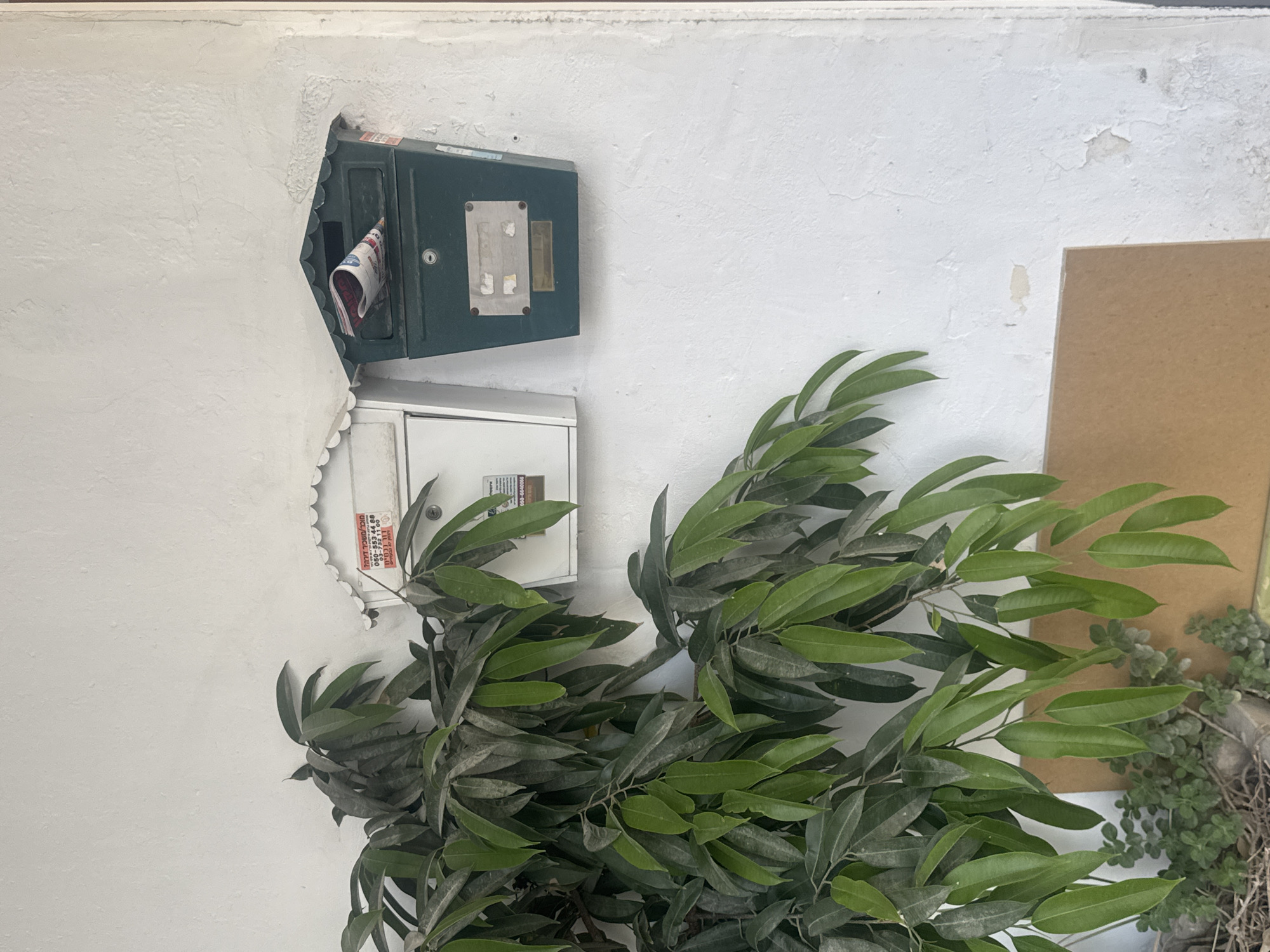 An exterior wall in Givatayim, Israel features a dark green mailbox affixed above a white electrical box with a serrated edge. Both boxes are partially obscured by leafy green branches. A piece of cardboard is partially visible on the right side of the frame, behind the vegetation. The wall is white, with some areas showing peeling paint. A folded newspaper is inside the mailbox.