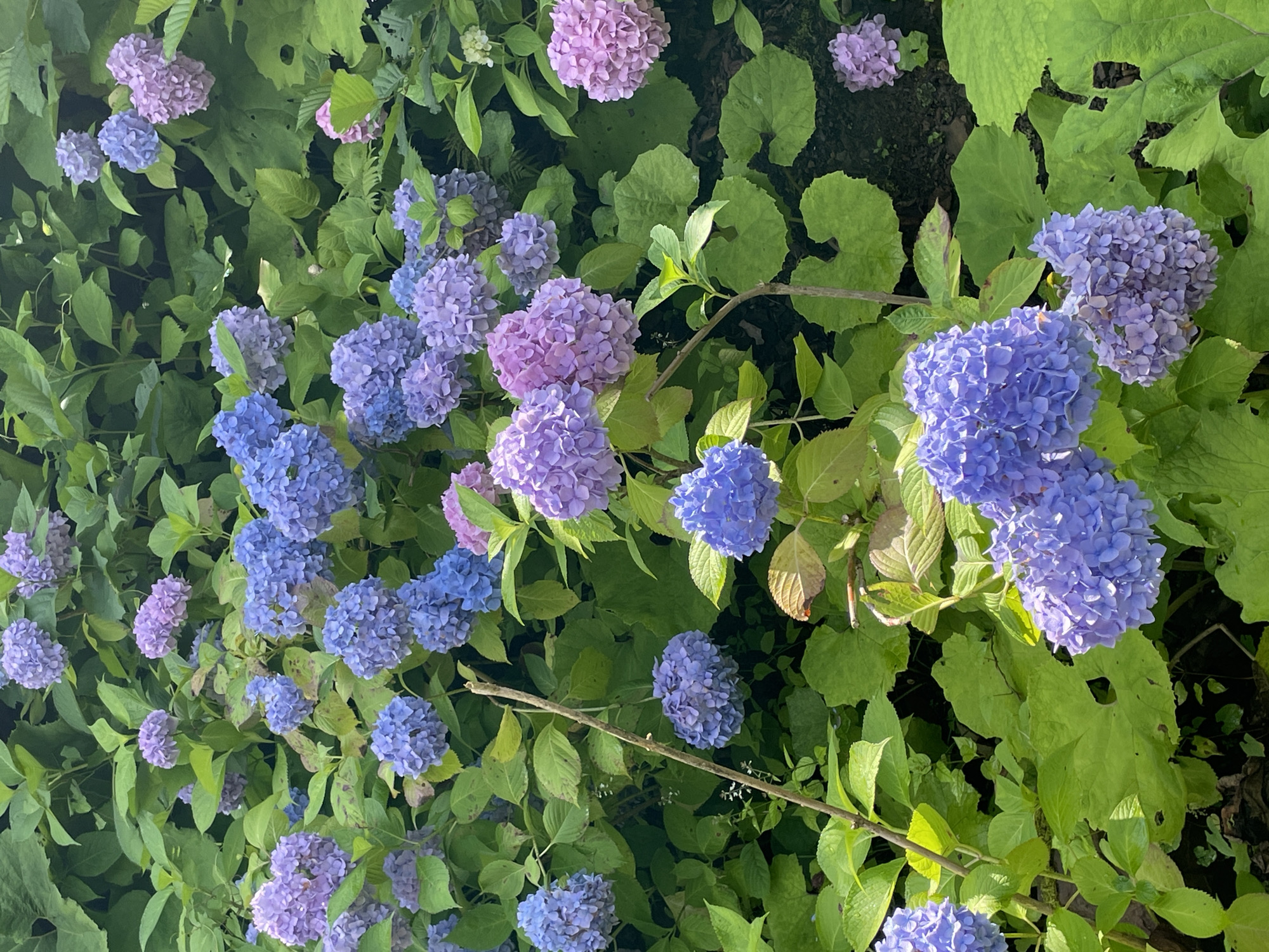 The image depicts a lush, dense bush of hydrangeas, predominantly in shades of blue and purple, with some pinkish hues also visible. The flowers are clustered in large, rounded heads, and are interspersed with abundant green foliage. The lighting suggests it is daytime, possibly overcast, as the light is diffused. The hydrangeas are healthy and in full bloom, creating a vibrant display of color. The background is filled with more green leaves and some darker, out-of-focus areas, hinting at a natural setting. There are no people or animals visible in the image. The image does not contain any discernible features that would indicate its location in Tqwarchal, Abkhazia.
