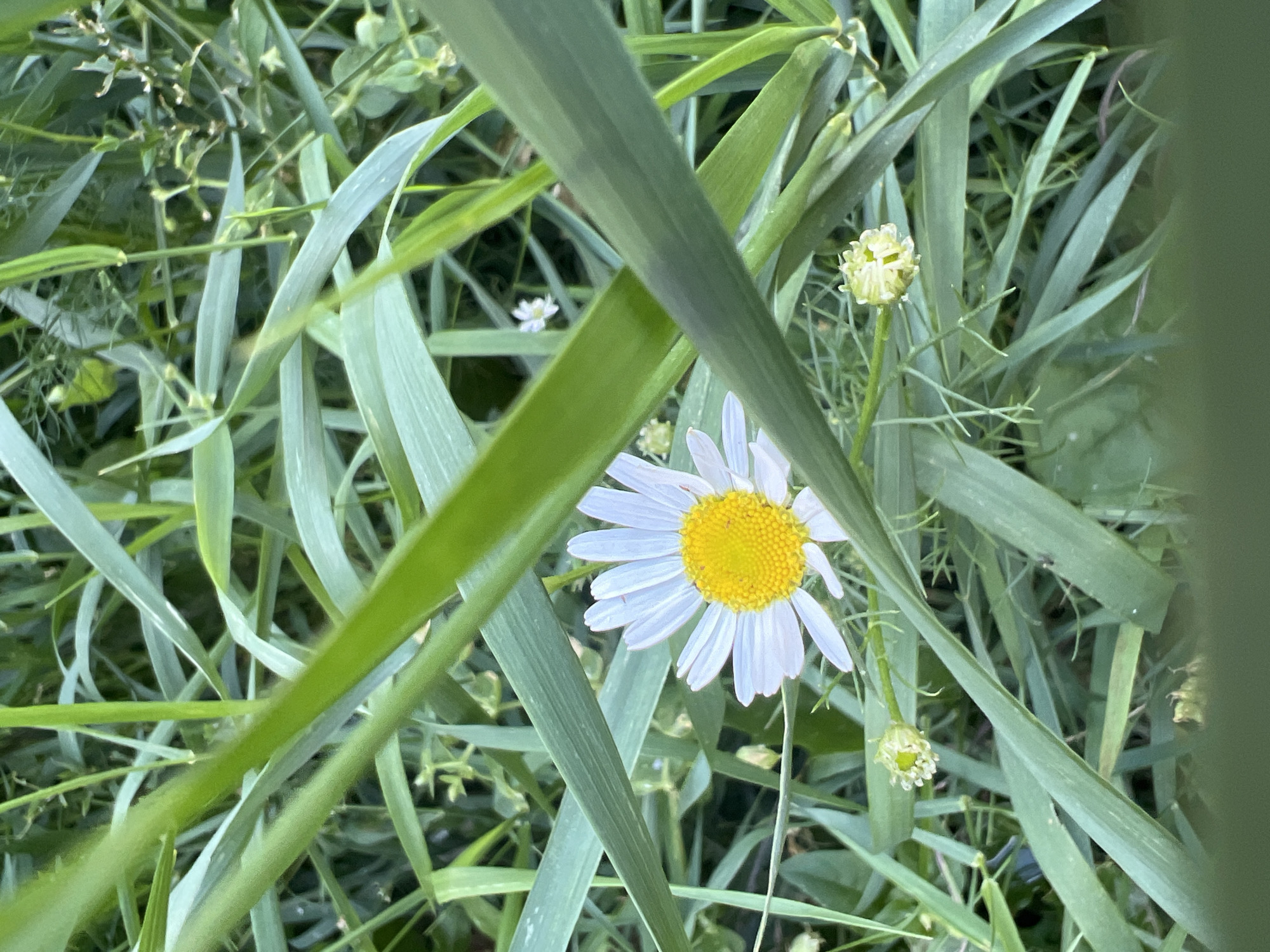 A close-up, eye-level shot captures a single daisy with white petals and a yellow center, nestled among lush green grass. The daisy is slightly off-center to the right. Several unopened buds are visible around the main flower, and some thin green stalks with delicate leaves can be seen in the background. The foreground is partially obscured by thick, blurred green blades of grass, creating a layered effect. The overall impression is of a serene, natural scene, possibly in a park or garden in Khimki, Russia. There are no people or animals present.