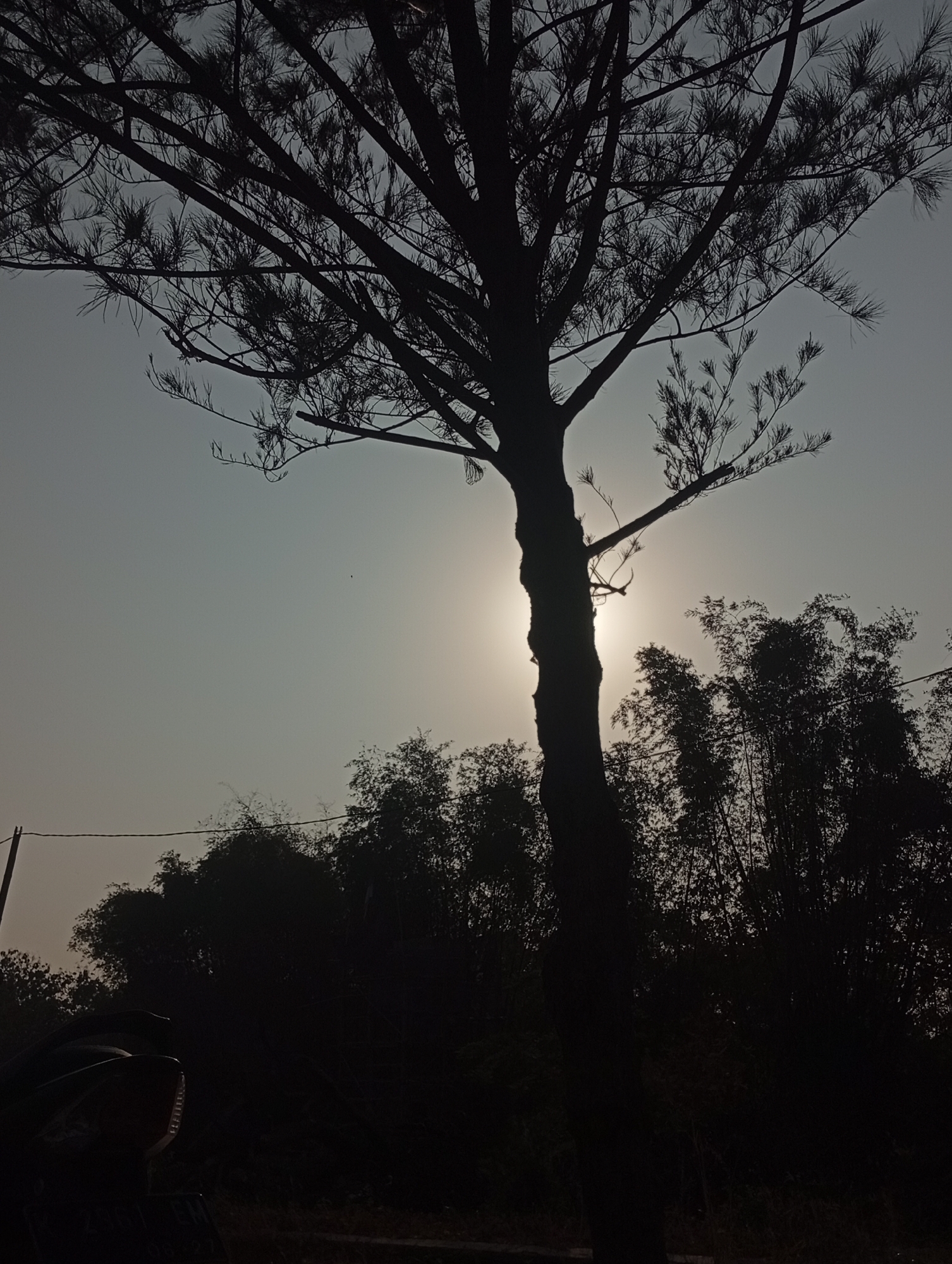 A silhouette of a tall tree with thin branches stands against a hazy sky, partially obscuring the sun. In the background, a dense collection of trees, possibly bamboo, forms a dark mass. The lower left of the image shows the dark silhouette of a motorcycle. The scene appears to be outdoors, with a wire and a utility pole visible on the left side of the frame. The lighting suggests it is either dawn or dusk. The overall impression is one of a rural or semi-rural setting.