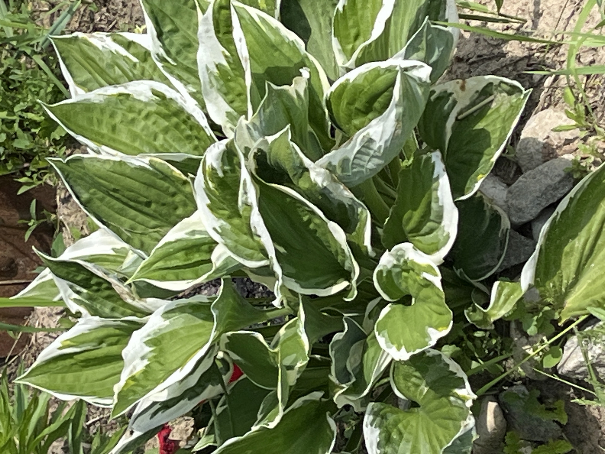 A close-up, outdoor, eye-level shot captures a cluster of variegated hosta plants with green leaves edged in white, nestled amongst rocks and soil. The foliage appears healthy, with vibrant green centers and crisp white margins. Some leaves are slightly curled or wavy. The background is blurred, showing hints of darker soil and the green of other plants, suggesting a garden setting. There is no visible sign of human presence or activity in the frame. The lighting suggests it is daytime. The location is Vasilyevo, Russia.