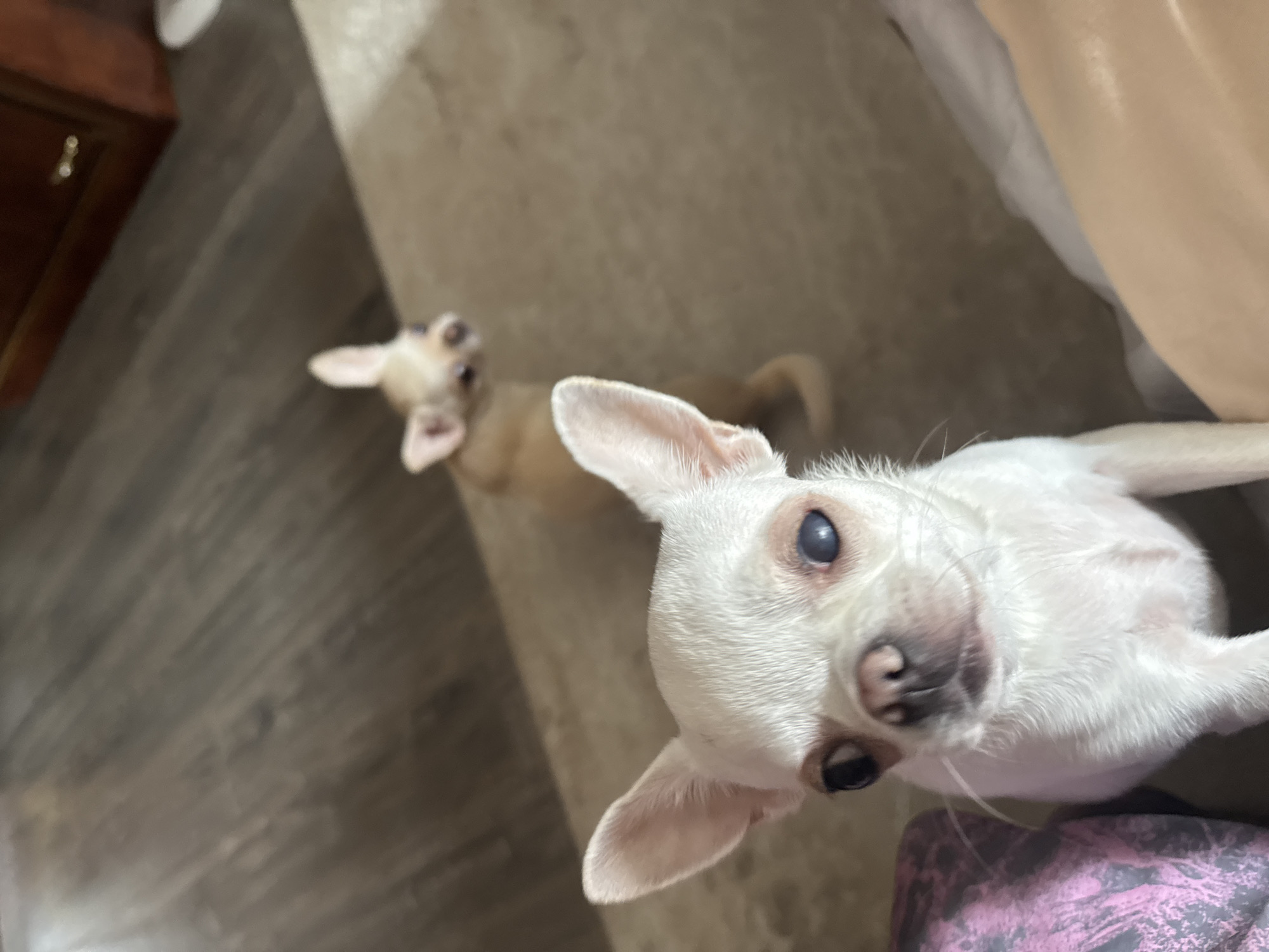 Two Chihuahuas are in the foreground and background of the image. The Chihuahua in the foreground is white and has large ears and dark eyes. The Chihuahua in the background is light brown and is out of focus. They are on a carpeted floor with a wooden floor visible in the upper left corner and a piece of furniture in the upper right. There is also a pink object in the lower left corner. The scene appears to be indoors. No specific location in Novosibirsk, Russia is indicated.