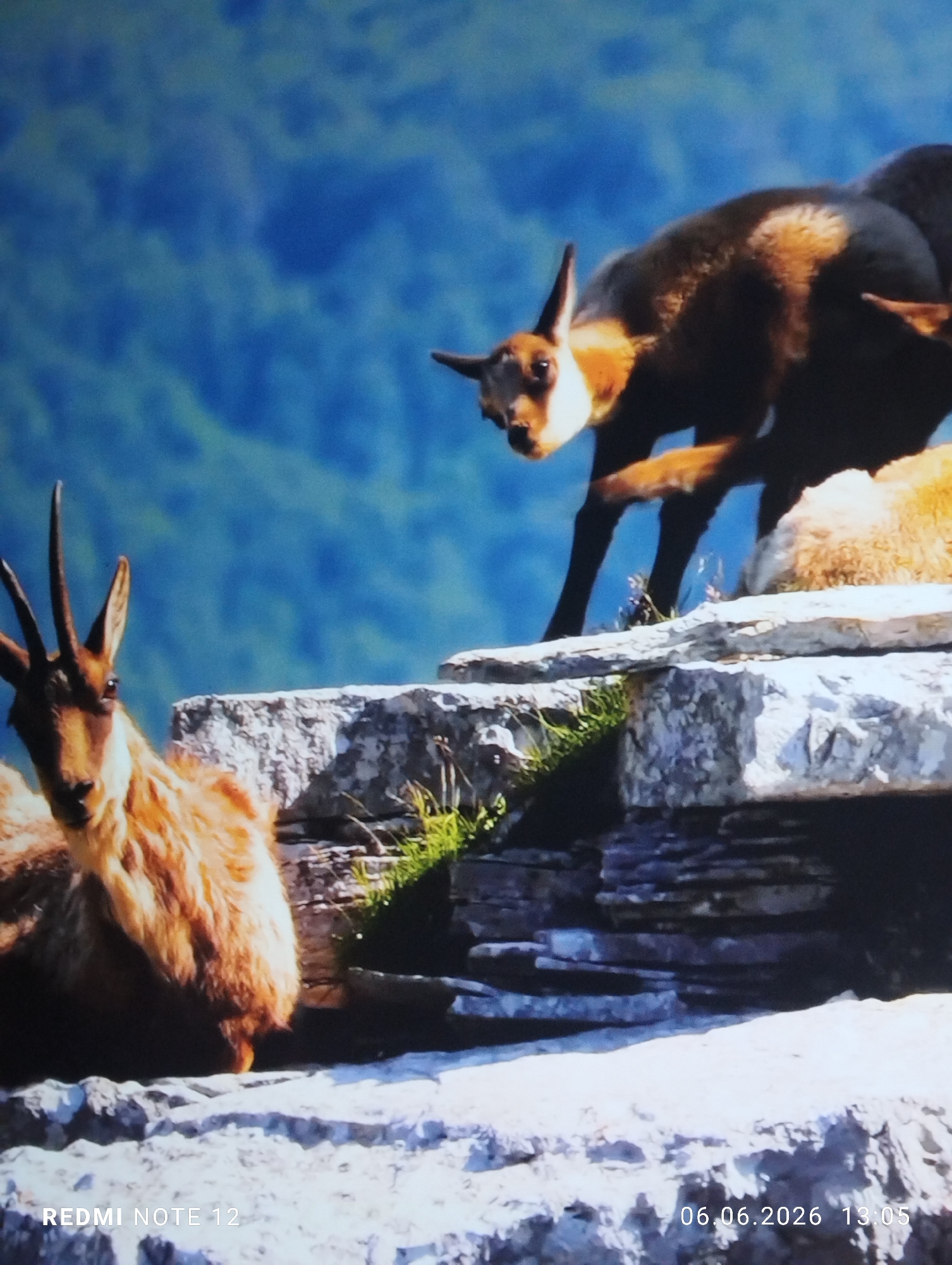 The image depicts two chamois (Rupicapra rupicapra) positioned on a rocky outcrop against a blurred mountainous background. In the lower-left foreground, a chamois with light brown and orange fur and short, curved horns is partially visible, seemingly resting or lying down on light-colored rocks, with its head turned towards the viewer. In the mid-ground on the right, a second chamois with dark brown fur and a distinct white face mask stands on a prominent light-colored rock, appearing to be stepping forward, also facing the viewer. A third chamois, light brown in color, is partially obscured behind the standing chamois. Sparse green vegetation grows between the rocks. The background consists of indistinct, deep blue and lighter blue gradients, suggesting distant mountains or a forested landscape under a clear sky. The scene is brightly illuminated. A watermark "REDMI NOTE 12" is present in the lower-left corner, and "06.06.2026 13:05" appears in the lower-right corner. The specific location within the city of Burgas, Bulgaria, cannot be determined from the visual evidence, as the mountainous terrain and chamois habitat are not characteristic of Burgas's coastal geographic environment.