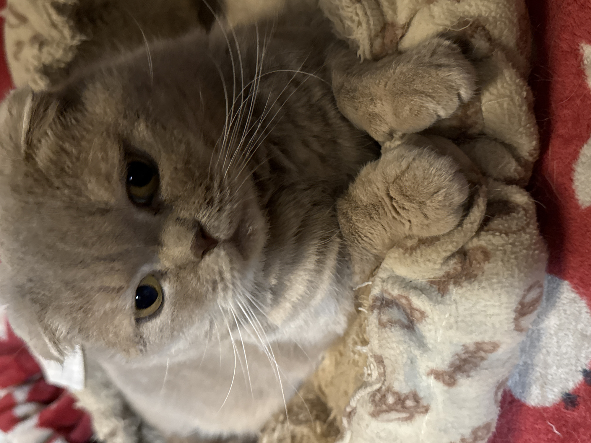 A Scottish Fold cat with light brown fur and folded ears rests on a soft, patterned blanket. The cat's eyes are open and looking forward. The blanket is placed on a red surface, possibly a bed or couch. The scene appears to be indoors, likely in a home environment in Hallum, Netherlands.