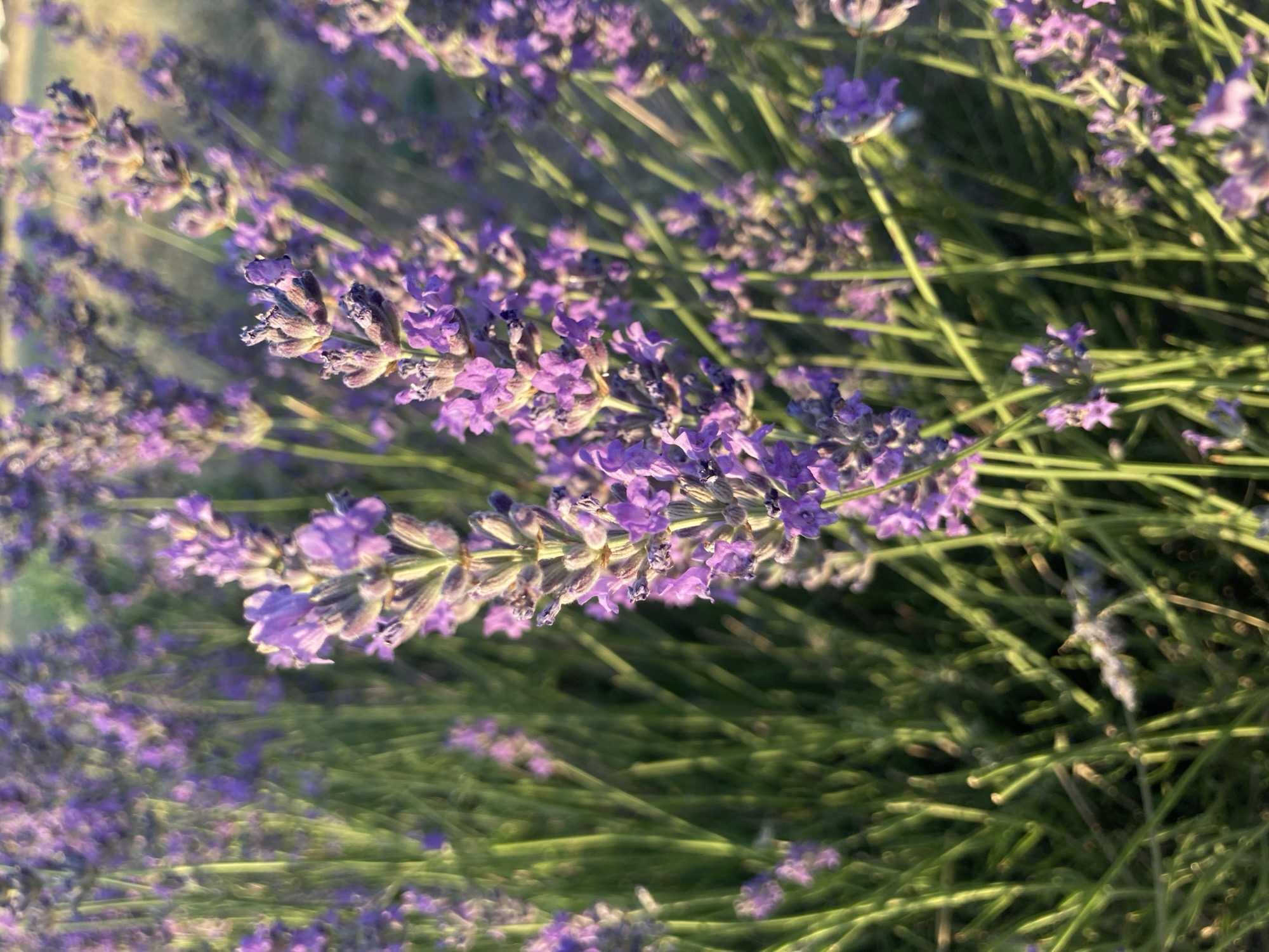 The image shows a close-up view of lavender flowers and stems. The lavender is a vibrant purple color, and the stems are green. The flowers are in bloom, with many small florets clustered together. The background is blurred, but it appears to be a field of more lavender, bathed in warm, golden sunlight. This scene is likely from a lavender field, possibly in the Balâ district of Ankara province, Turkey, known for its agricultural landscapes. There are no people or animals visible in the image.