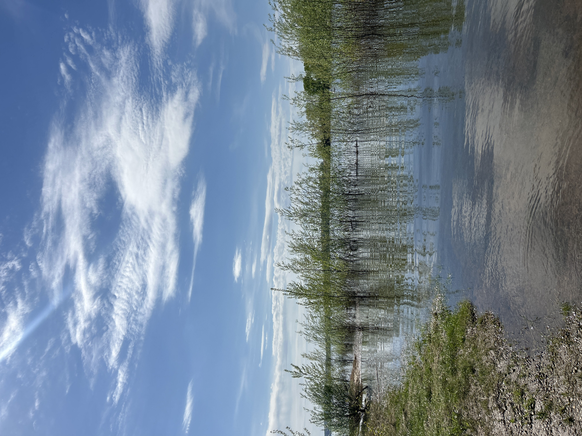 The image depicts a lake in Chaikovsky, Russia, with a shoreline on the right and trees along the opposite bank reflected in the water. The sky is blue with scattered cirrus clouds. A patch of grass and small stones forms the immediate foreground on the right. The water surface is slightly rippled, distorting the reflection of the trees.