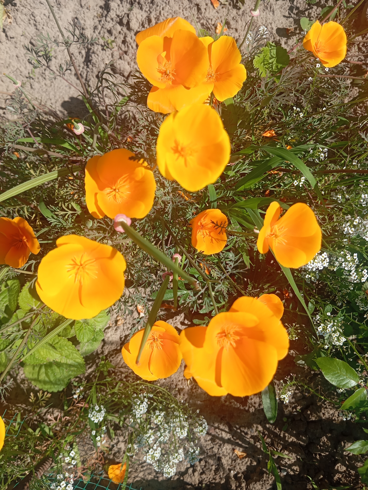 This is a close-up, top-down photograph of several bright orange California poppies (Eschscholzia californica) growing in a garden. The flowers are in various stages of bloom, with some fully open and others partially closed. Their petals are delicate and cup-shaped, revealing the stamen and pistil in the center of each bloom. The plants are situated amongst green foliage, thin grey-green leaves characteristic of poppies, and small white flowers, possibly alyssum. The ground beneath the flowers appears to be dry, sandy soil, with shadows cast by the plants and foliage, indicating a sunny day. The image was taken outdoors in a garden setting, likely in Sofiivska Borshchahivka, Ukraine, given the context. There are no people or animals visible in the frame, and no actions or interactions are depicted. The scene is static and focused solely on the flora.