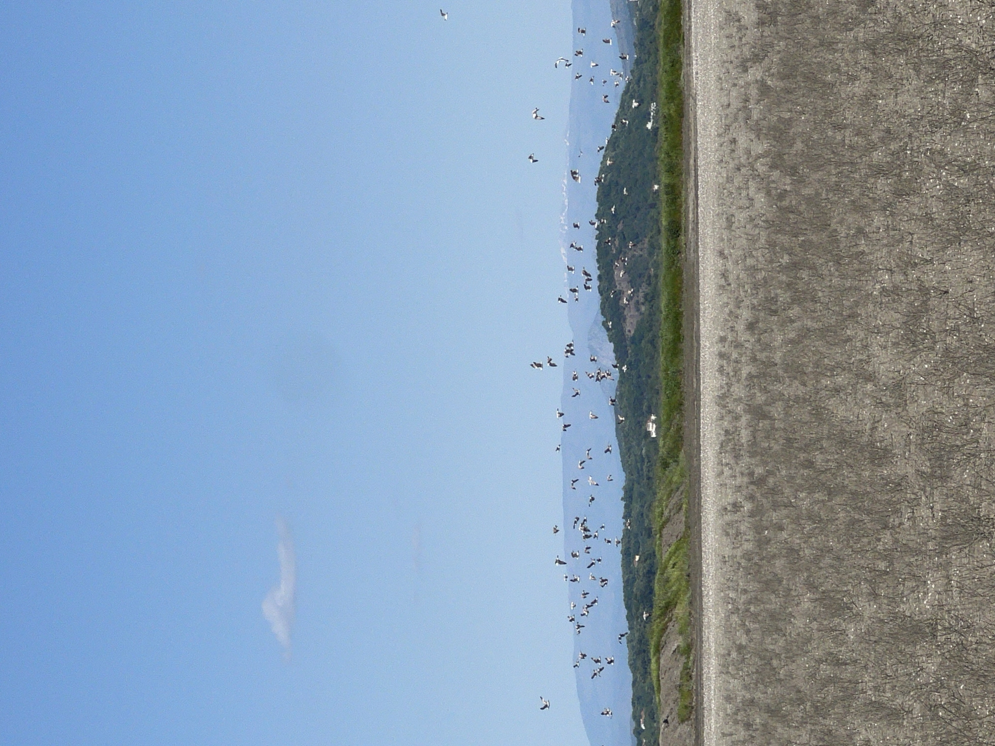 This image depicts a scene in Donji Štoj - Shtoji i Poshtëm, Montenegro, showcasing a landscape where a large flock of birds is airborne. The sky is clear blue with minimal cloud cover. Adjacent to the sky is a strip of vegetation, possibly the edge of a forest or a vegetated hillside. A broad expanse of land, likely a beach or an open, sandy area, takes up a substantial portion of the frame. The image is oriented on its side.