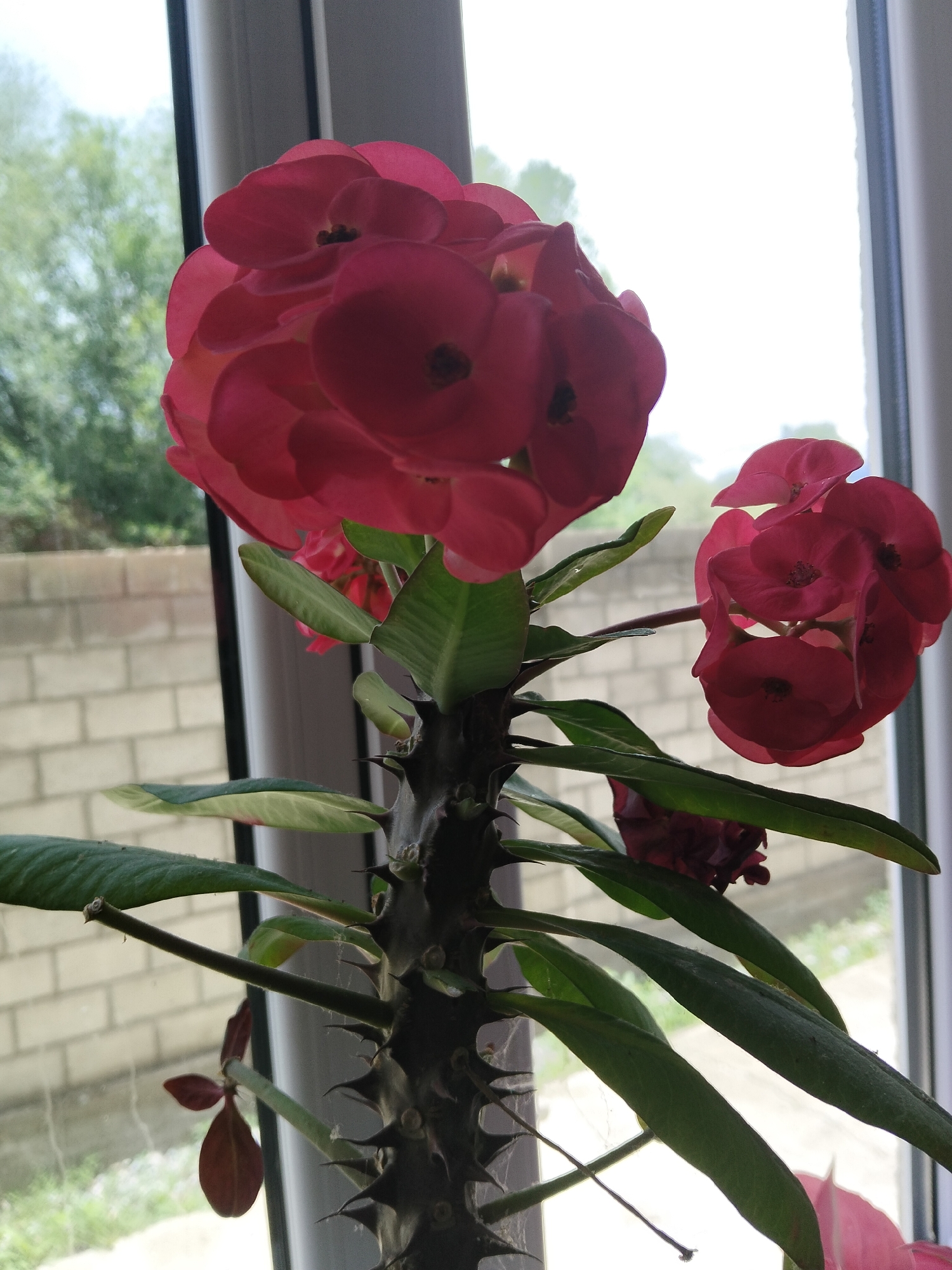 A close-up, low-angle shot shows a Crown of Thorns plant with vibrant pink bracts and green leaves, its spiny stem visible against a blurred background of a window and a beige brick wall. The plant is positioned indoors, likely in a window sill, with soft daylight illuminating the scene. Out of focus trees and sky are visible through the window. The scene does not depict any people, actions, or interactions. The location in At-Bashy, Kyrgyzstan is not discernible from the visual information provided.
