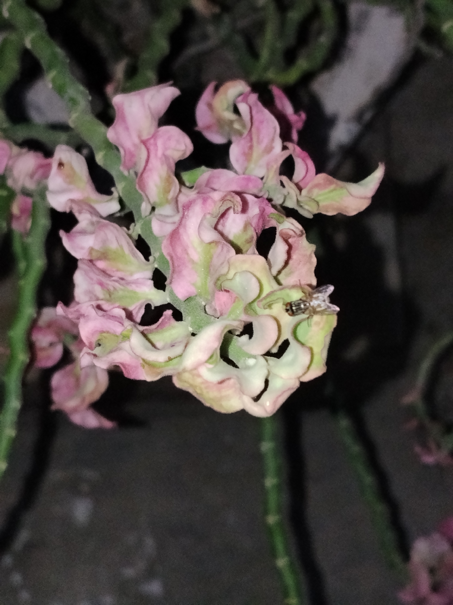 The image shows a close-up of a plant with pink and green leaves. A small fly is perched on one of the leaves. The background is dark and blurry. The location in the city of Lhokseumawe, Indonesia is not discernible from the image.
