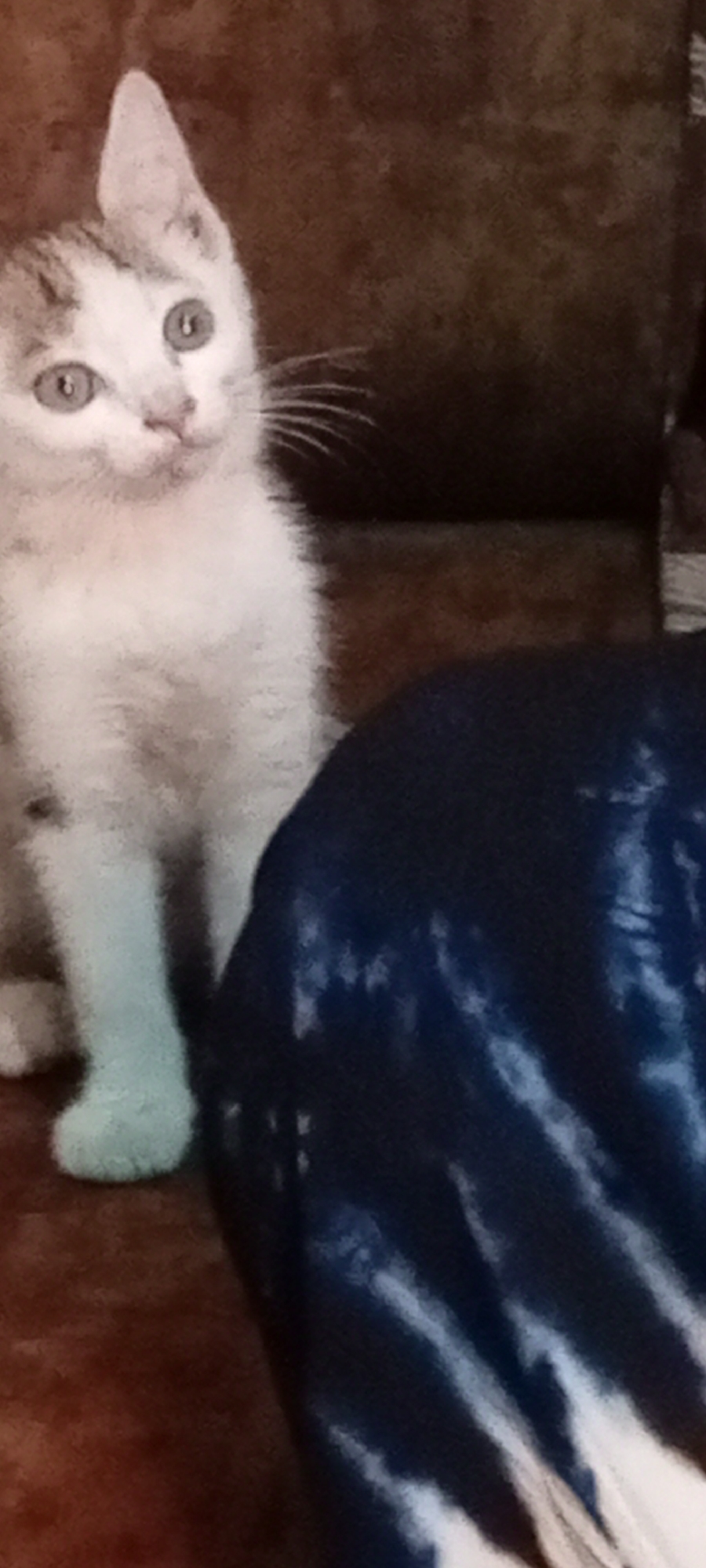 A close-up shot shows a white kitten with grey markings. It is seated on a brown surface. In the foreground, there's a shiny, dark blue object with lighter patches. The background appears to be a brown surface, possibly a sofa or wall. The location or city of Gama, Nigeria is not discernible from the image.