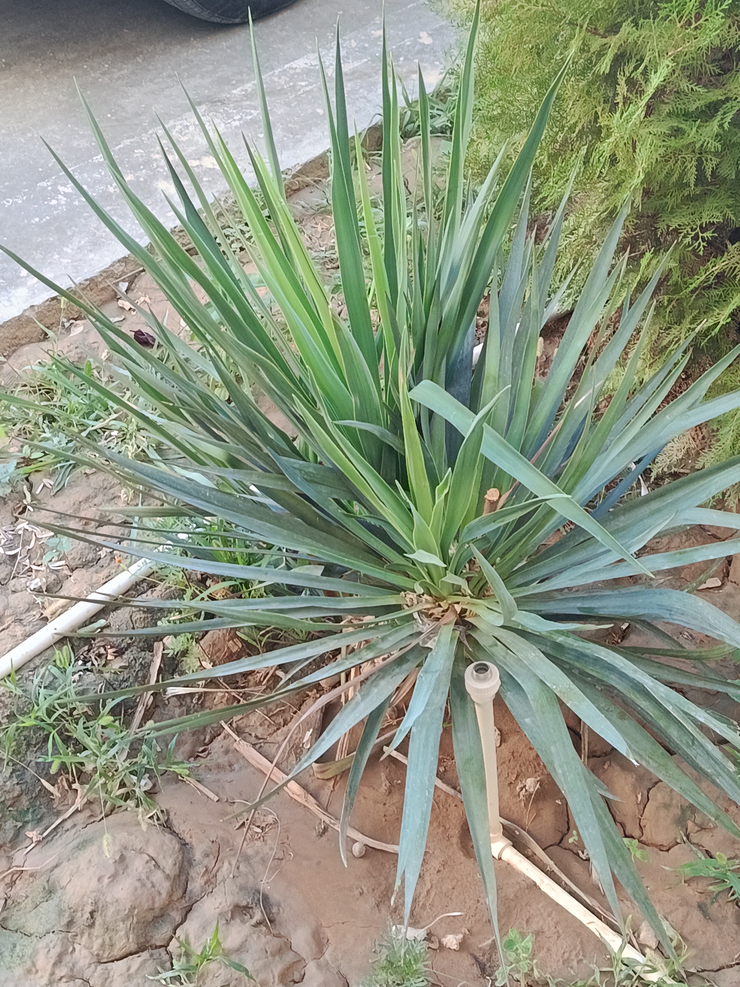 A yucca plant with long, spiky green leaves is centered in the frame, growing from dry, cracked earth. In the background, to the right, is a dense green evergreen shrub. To the left of the yucca, a grey paved surface is visible with the edge of a black tire. A white plastic pipe runs across the ground in the foreground, connected to a lighter colored pipe that emerges from the soil near the base of the yucca plant. Small green weeds are scattered around the base of the yucca and in the dry earth. This scene is located in the city of Zarafshan, Uzbekistan.