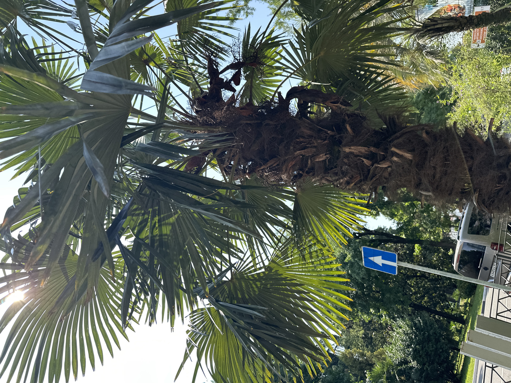 In Sochi, Russia, the image captures a close-up view of a mature palm tree with lush green fronds reaching towards a bright, sunlit sky. The textured trunk of the palm is prominent, adorned with fibrous material. To the left, a blue traffic sign with a white arrow pointing upwards is visible, mounted on a pole. In the background, a silver van is parked near a road and a metal fence. Dense green foliage and other trees form a verdant backdrop under the clear blue sky, suggesting a warm, sunny day in an urban or park setting.