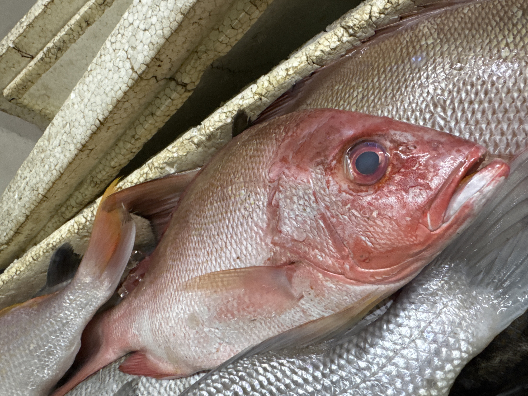The image shows a close-up view of several fresh fish, likely at a market. The main subject is a large, reddish-pink fish with its head turned towards the camera. Its eye is dark and appears to be open. The fish is partially resting on other, silver-scaled fish. The background includes a section of a white, textured container, possibly made of styrofoam, which appears to be cracked and aged. The lighting suggests an indoor setting, possibly a market stall. There is no visible text in the image. The overall impression is one of a fresh catch, ready for sale. The scene is devoid of people, focusing solely on the fish and their immediate environment. The location context provided is Kuta Selatan, Indonesia, which is a coastal area known for its fishing activities and markets.