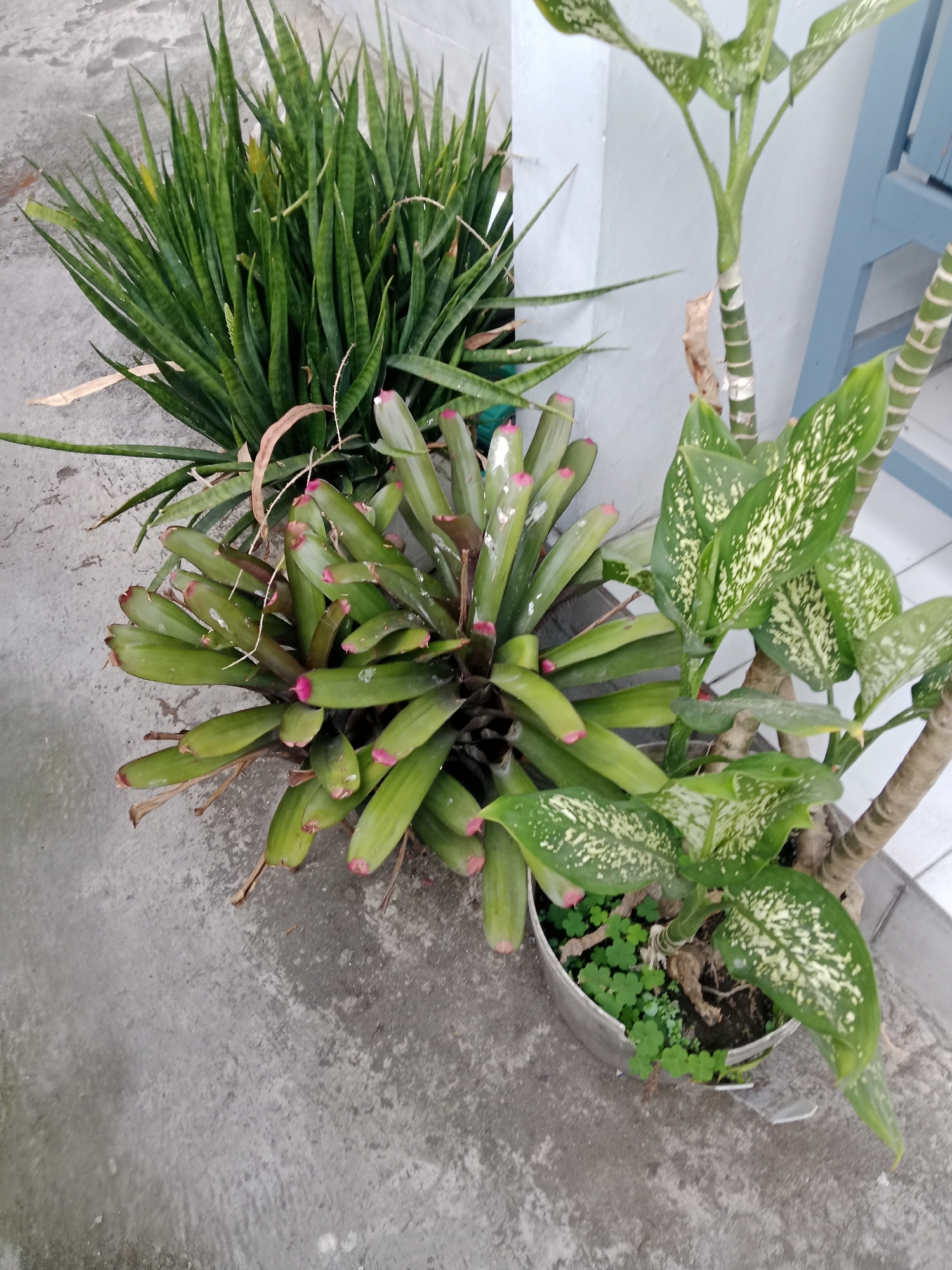 An outdoor, high-angle shot shows three potted plants against a gray concrete surface and a white wall. The plant on the left is a Sansevieria trifasciata with long, sword-like green leaves. To the right and slightly in front of it is a bromeliad with broad, green leaves that have pink tips. This bromeliad is in a dark pot. To the right of the bromeliad is a Dieffenbachia plant in a light-colored, possibly plastic, pot. This plant has large, green leaves with white speckling. The environment suggests a residential or public outdoor space in Kediri City, Indonesia, possibly a garden or patio area. The lighting is natural, indicating daytime.
