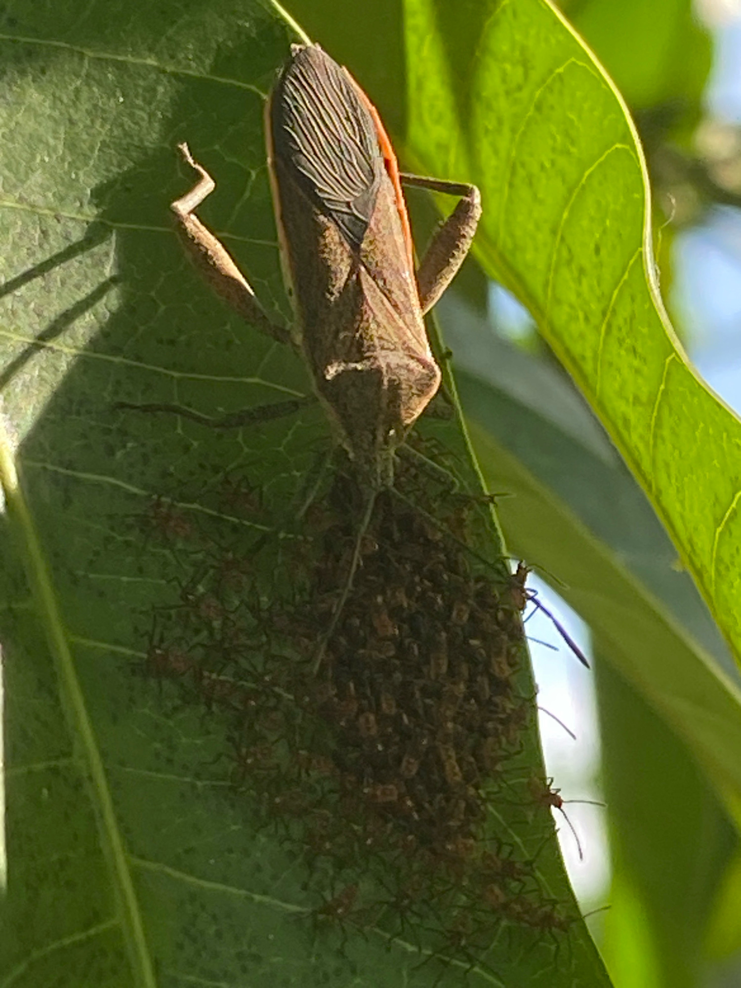 A large, brown assassin bug with orange markings is positioned on a green leaf, with a cluster of smaller, reddish-brown nymphs gathered beneath it. The leaf, veined and lush, is part of a plant that appears to be in an outdoor, natural setting. Sunlight illuminates the scene, casting shadows and highlighting the textures of the leaf and insects. The background is blurred, suggesting a focus on the insects. The image captures a moment of maternal care or a communal gathering of these insects. This scene is likely found in a garden or natural area within Pantai Gading, Indonesia, where such flora and fauna are common.