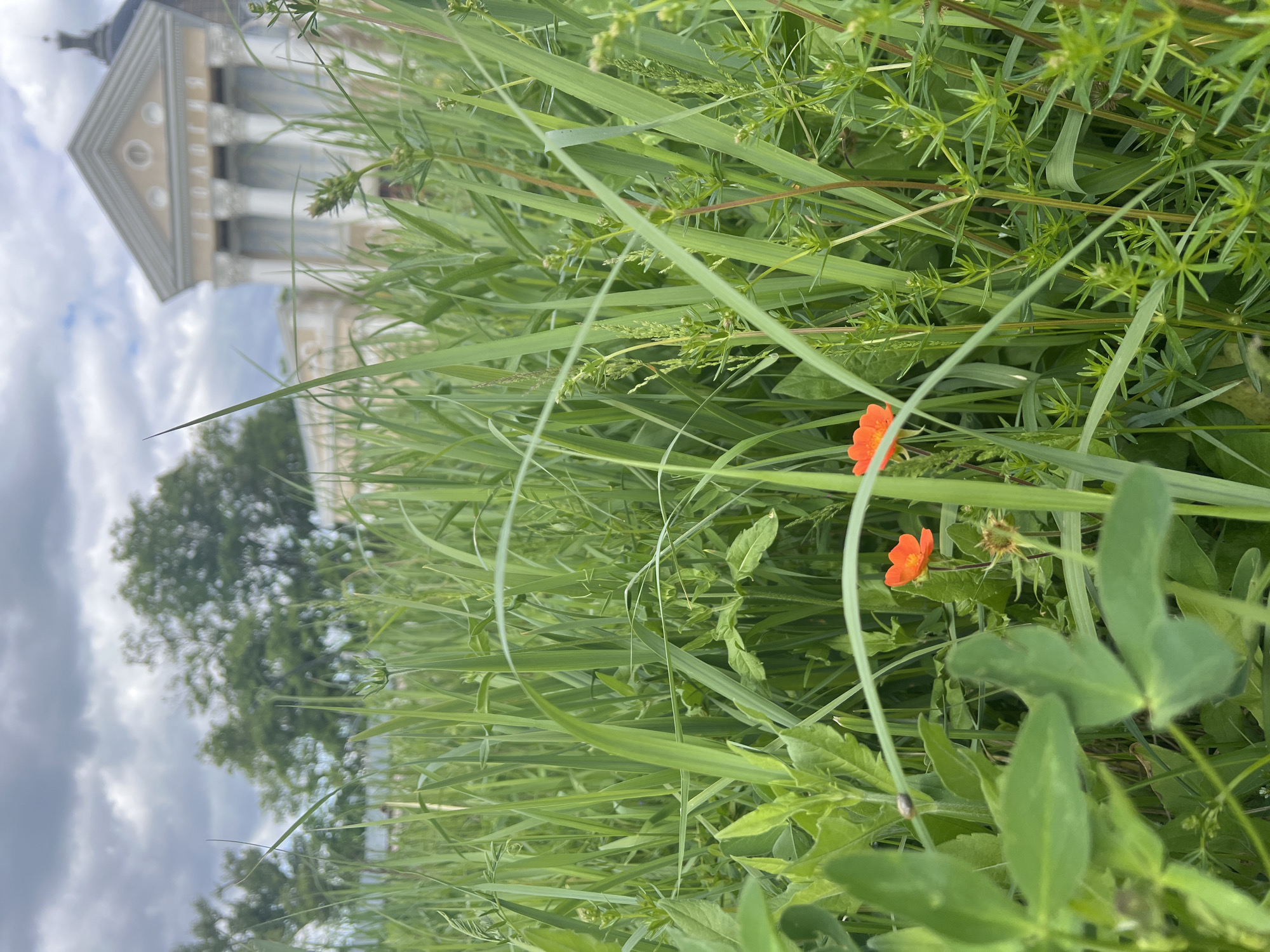 The image depicts a view from ground level, looking through tall green grass and foliage, toward a building in Moscow, Russia. The building appears to be a classical architectural style, with columns and decorative elements, visible in the background. A few orange flowers are interspersed within the greenery in the foreground. The sky is overcast.
