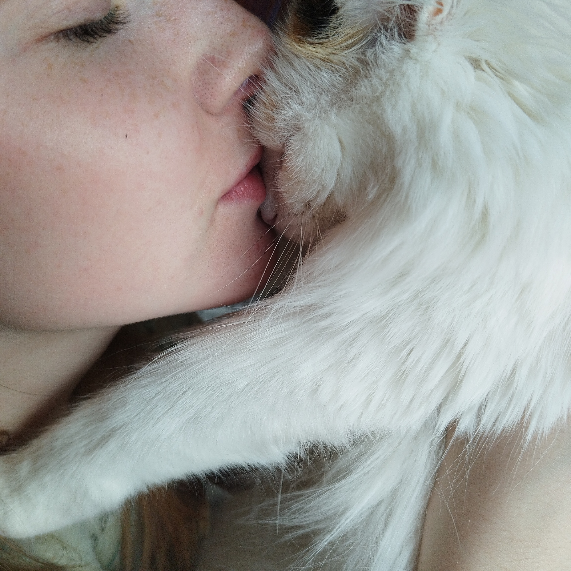 This close-up image captures an intimate moment between a person and a cat. The subjects are the right side of a fair-skinned human face and the head and fur of a white cat.
The person's face, seen in profile, features light freckles across the cheek and nose. Their right eye is closed or partially closed, with distinct dark eyelashes. Their lips are slightly parted, revealing a soft pink color, and the tip of their nose is visible. The skin appears smooth and soft.
The cat is mostly white with very long, dense, and fluffy fur. Some patches of light brown or ginger fur are visible near what appears to be its ear or head. The cat’s small, pinkish nose is positioned very close to the person’s mouth and nose, indicating extreme proximity. A few distinct whiskers extend from the cat's snout.
The activity suggests a tender interaction, where the person is leaning into the cat, possibly sniffing its fur, nuzzling, or giving a gentle kiss. The closed eye of the person conveys a sense of deep affection, comfort, and quiet enjoyment of the moment.
The lighting is soft and even, highlighting the textures of the fur and skin. The background is out of focus, directing full attention to the affectionate bond between the person and their pet. No specific location cues are visible beyond the close-up, and there is no visible text.