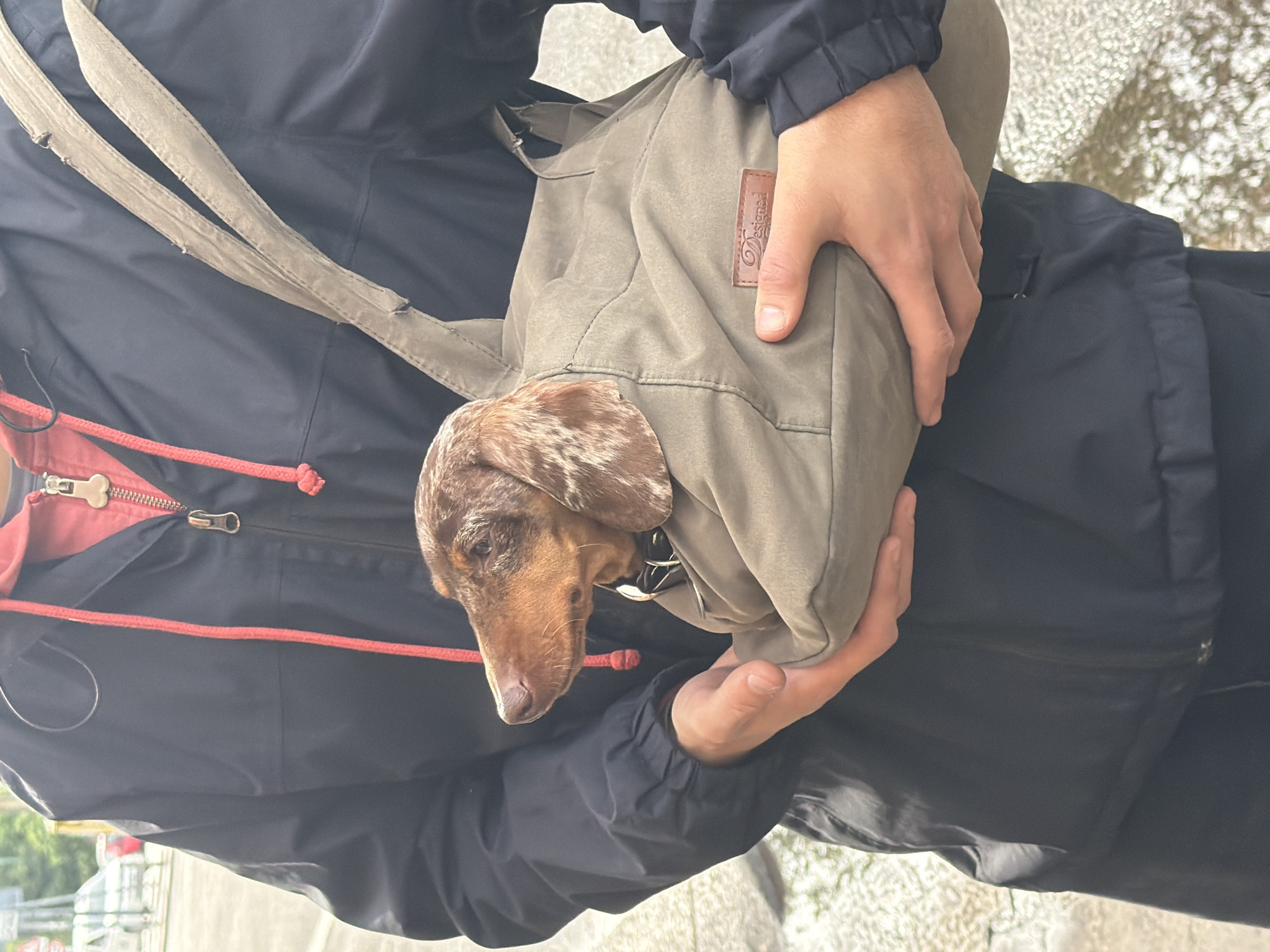 An individual holds a tan canvas bag containing a dachshund. The dog's head is visible, protruding from the bag. The person wears a dark-colored jacket with a red trim on the zipper and hood. The location appears to be an outdoor setting, possibly a street, with a paved surface visible. The scene is identified as Milan, Italy, based on available information.