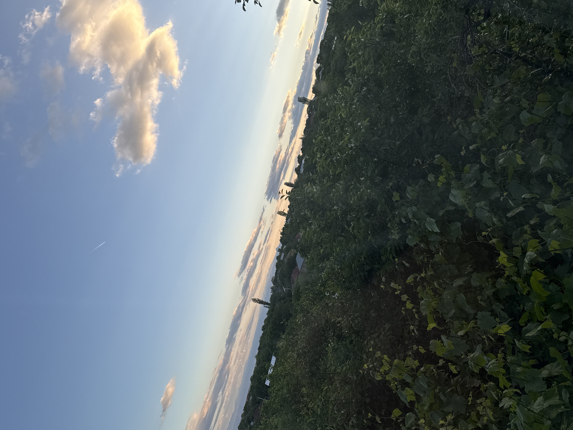 The image displays a serene landscape scene, rotated 90 degrees clockwise. When viewed correctly in landscape orientation, it features a vast sky above a dense stretch of vegetation and a distant horizon.
The upper section of the image is dominated by a clear blue sky, which gradually transitions to warmer hues of light yellow and orange near the horizon, suggesting either sunrise or sunset. Several clouds are scattered across the sky; a large, irregularly shaped cloud formation, glowing with golden light, is prominent in the upper left quadrant. A faint, thin white contrail from an aircraft is visible high in the blue sky. Additional smaller clouds stretch horizontally along the distant horizon.
The foreground and midground on the right and bottom of the image are filled with lush, dark green foliage. This dense vegetation consists of numerous leaves and branches, appearing as thick bushes or trees. The varying shades of green, some appearing almost black, suggest depth and shadow amidst the leaves.
Along the distant horizon, a line of trees and subtle outlines of what appear to be buildings or structures are visible, silhouetted against the brighter sky. A few distinct, tall, slender trees rise above the general treeline.
The image captures a peaceful, natural setting during the golden hour, possibly in a rural or semi-rural area. There are no visible people, animals, or discernable text.