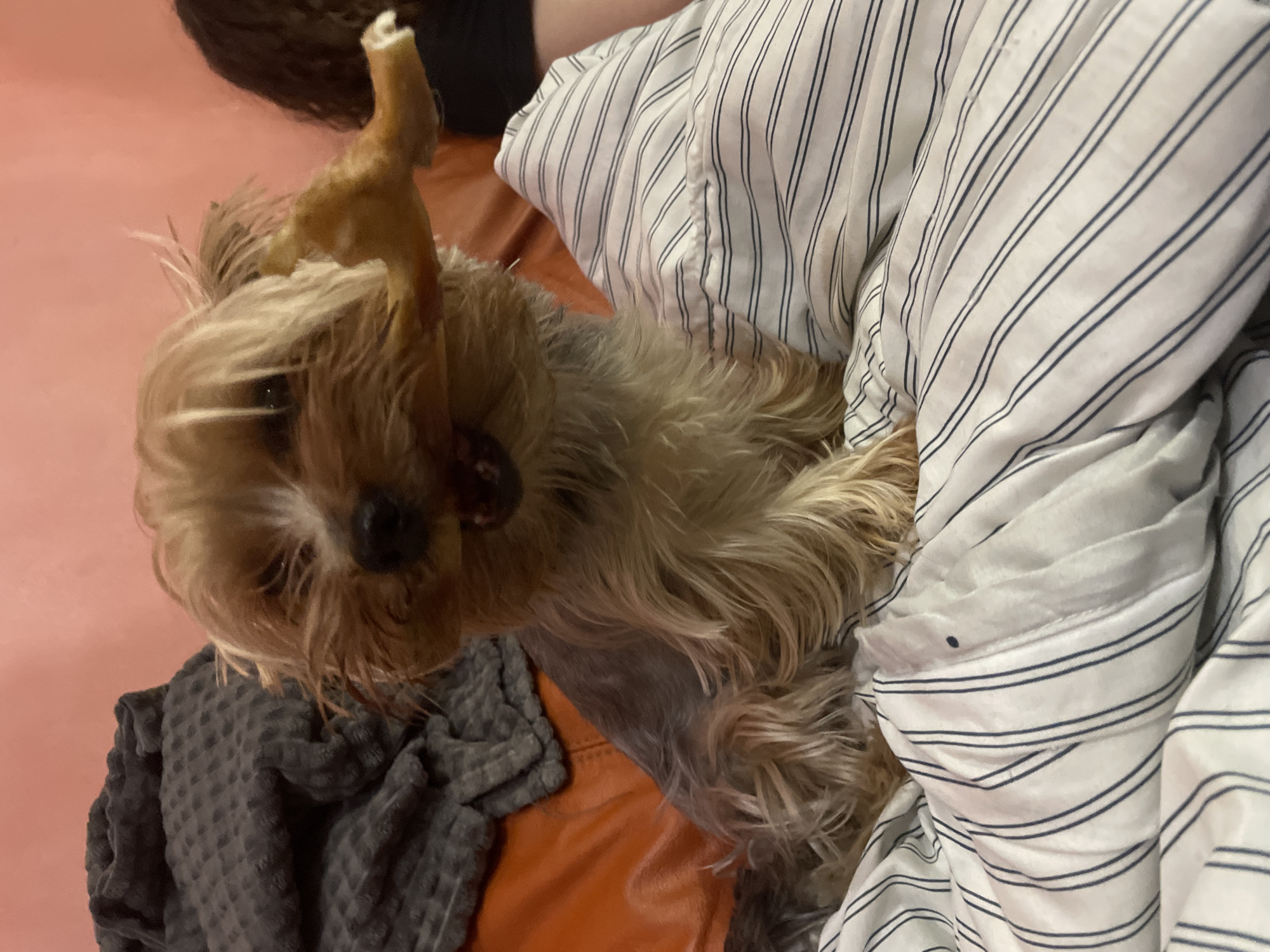 The image depicts a small, tan-colored dog, possibly a Yorkshire Terrier mix, lying on a bed. The dog is chewing on a light brown, bone-shaped object. The bed is covered with striped bedding and a gray, waffle-patterned blanket. The background includes a pink wall. The image was not taken in Burgas, Bulgaria. The location is unknown.