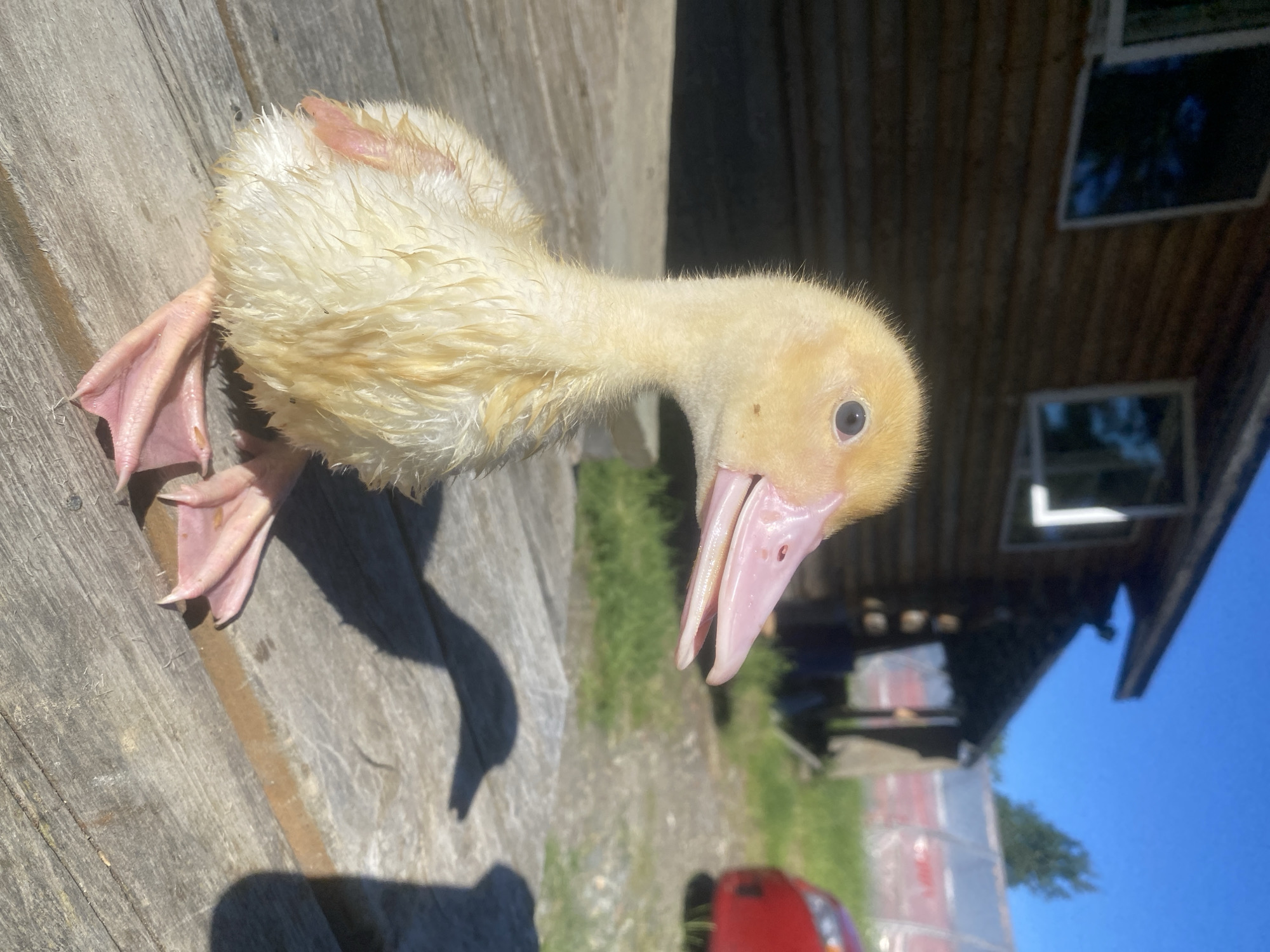 A fluffy yellow duckling with wet down is sitting on a wooden deck outdoors. The duckling is facing to the right, with its beak open and its head slightly tilted. Its webbed feet are visible in the foreground. In the background, a rustic wooden building with windows is visible, along with some green grass and a red car. The sky is a clear blue. The scene appears to be in a rural or semi-rural setting. The location is Haines Junction, Canada.
