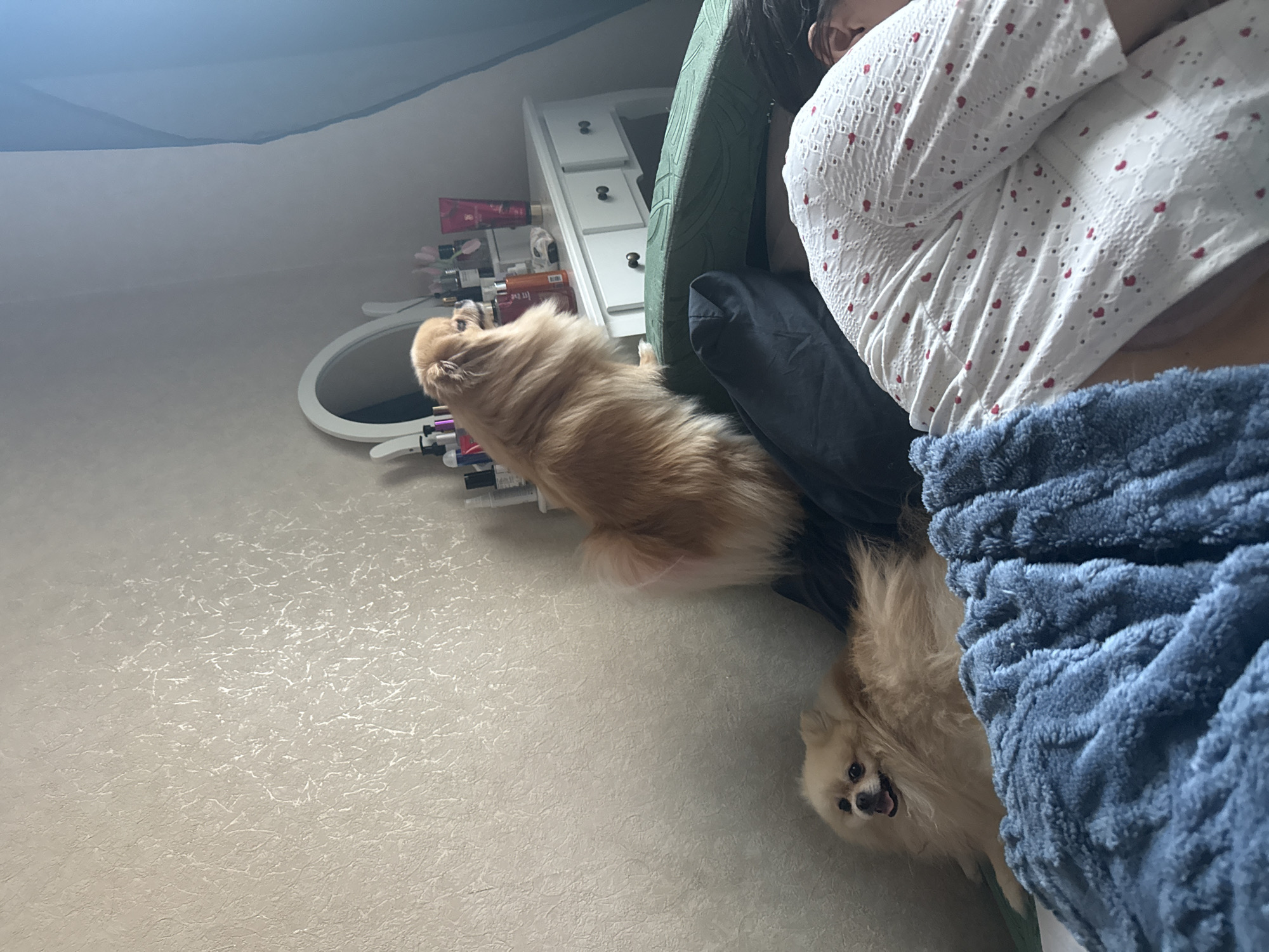 In an indoor bedroom setting, two Pomeranian dogs are visible. One dog, light tan in color, is lying down on a bed, looking towards the camera with its mouth open. The second dog, also light tan, is standing on its hind legs on the edge of the bed, facing away from the camera towards a dresser. The dresser is white with a round mirror and is adorned with various bottles and containers. A person is lying on the bed in the foreground, facing away from the camera, partially covered by a blue blanket. The walls of the room are textured. The lighting suggests it is daytime, with sunlight coming from the right side of the image.