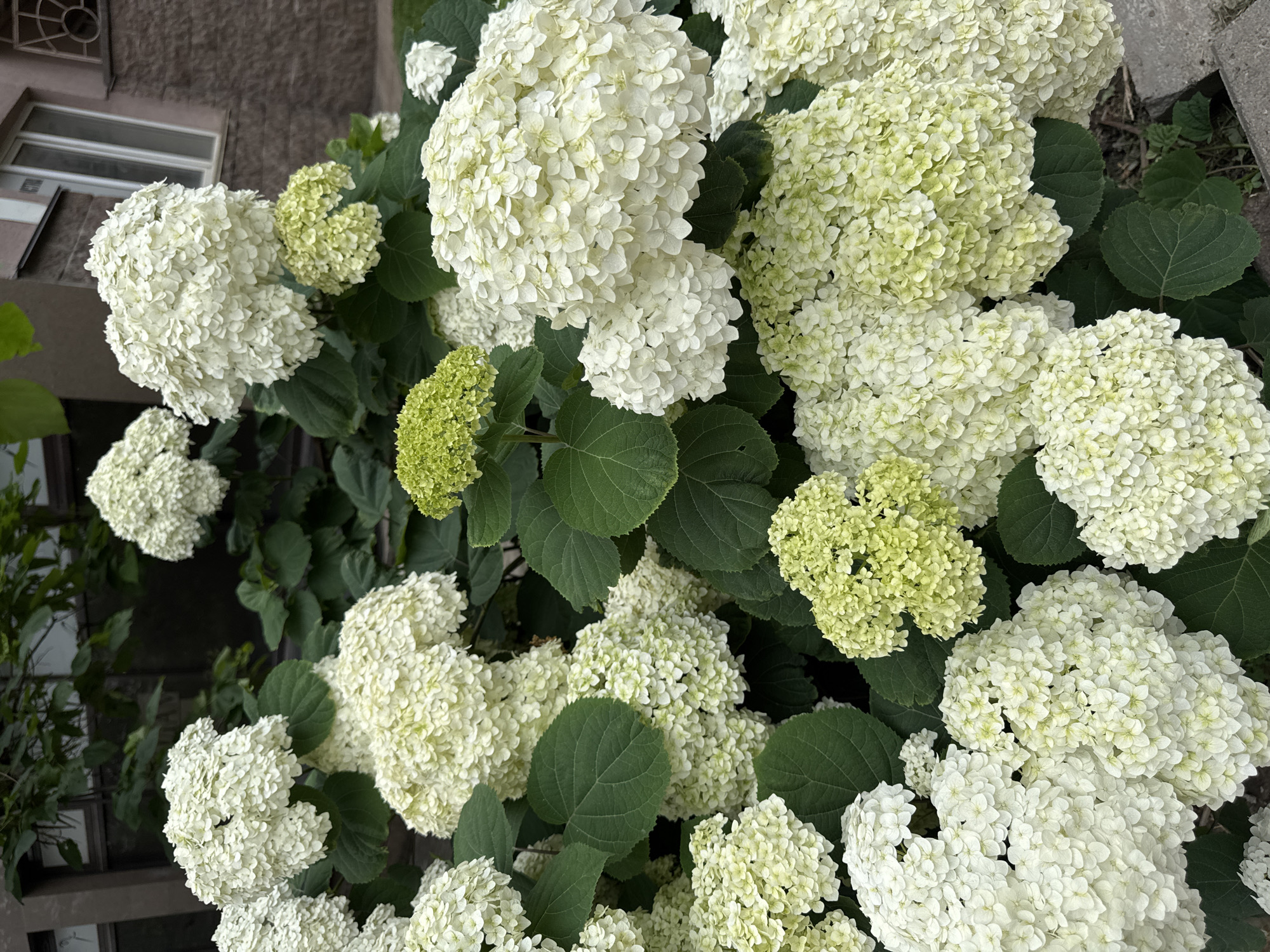 The image shows a close-up view of a cluster of white hydrangeas with some developing green florets. The flowers are large and full, with many small petals creating a fluffy appearance. Dark green leaves are interspersed among the blooms. In the background, there is a building with a textured, brownish-pink facade and a window. There are no people or animals visible in the image. The scene appears to be an outdoor urban setting, possibly a residential courtyard or a street-side planting. The presence of the building and paved ground suggests an urban environment within Almaty, Kazakhstan.
