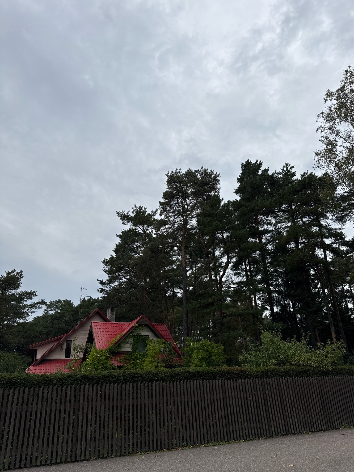 An exterior, medium-shot image captures a house with a red roof, partially obscured by trees, in Tallinn, Estonia. The house, with a light-colored facade and multiple gables, is situated behind a dark wooden fence that stretches across the lower half of the frame. The fence is made of vertical planks, some of which are slightly uneven in height. Behind the house and fence, a dense forest of tall, dark green pine trees dominates the background. The sky is overcast with grey clouds, suggesting a dull or rainy day. The ground in front of the fence appears to be asphalt, with some fallen leaves visible. There are no people or animals in the image.