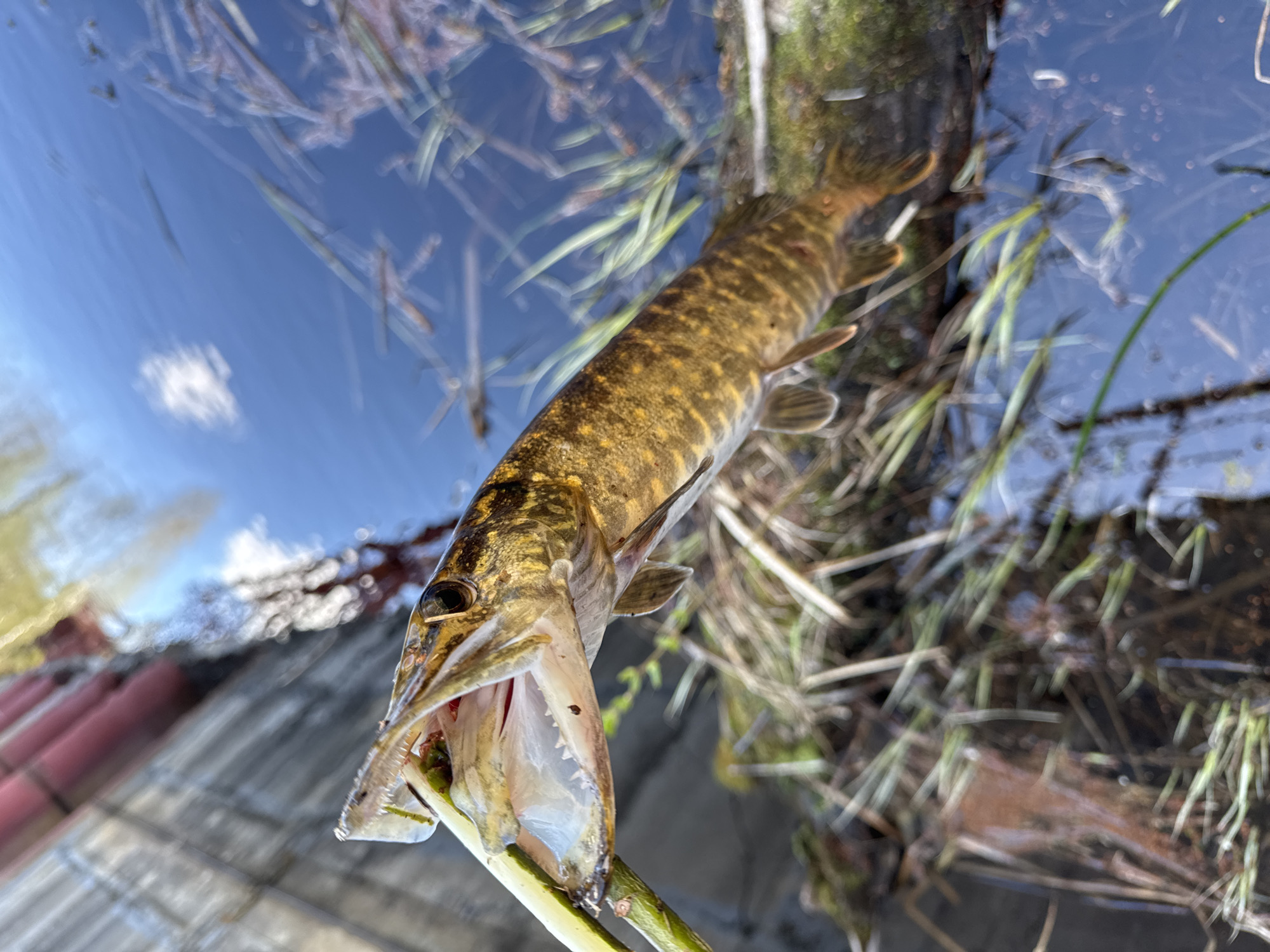 The image depicts a northern pike, likely caught and being held up for display. The fish is held by a green stick piercing its lower jaw. The pike has a yellow-brown body with darker markings along its flanks. Its mouth is open, revealing teeth. The background appears to be a body of water, possibly a lake or river. Reflections in the water suggest a clear day with blue sky and some clouds. Vegetation, including grasses and some woody debris, is partially submerged in the water. The location is assumed to be Kaduy, Russia, based on the prompt's instructions. There are no people visible in the image.