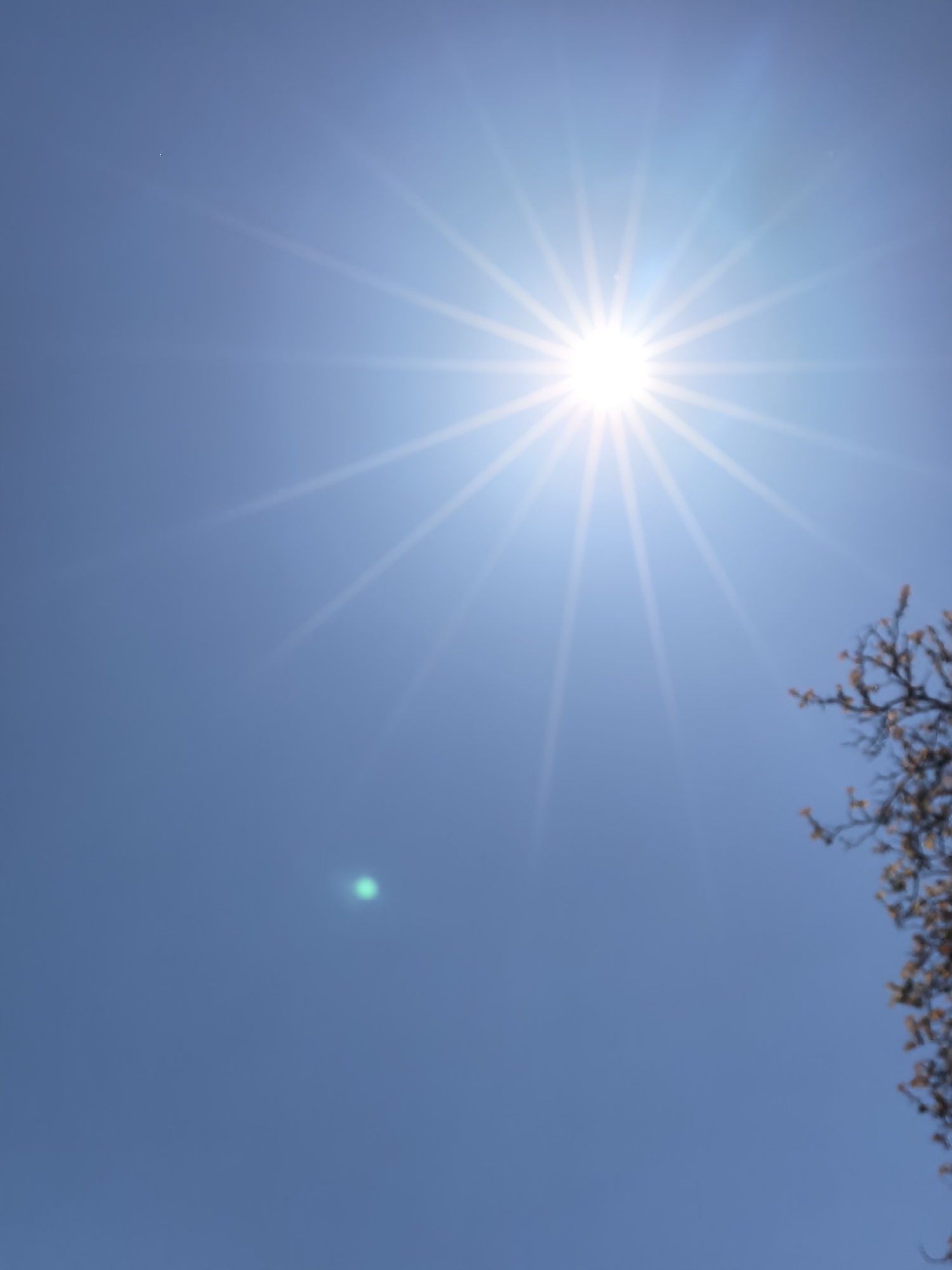 The image shows a bright sun in a clear blue sky. To the right of the frame, there are blurred branches with some small budding leaves. There is a green lens flare in the bottom left quadrant of the image. No people, actions, or interactions are visible. The location and city are not discernible from the image.