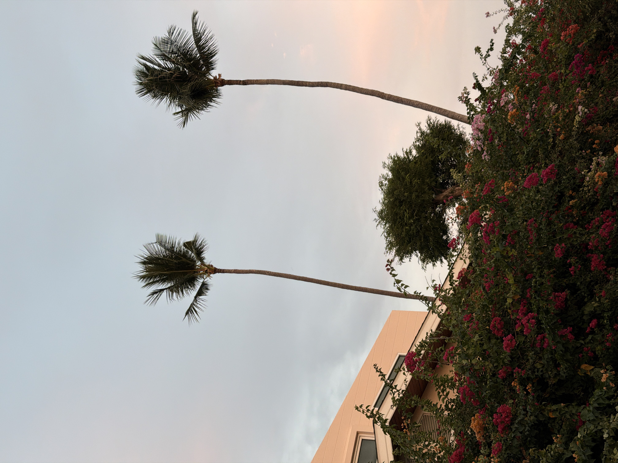 The image depicts a tranquil scene with two tall palm trees standing against a softly lit sky, suggesting either dawn or dusk. In the foreground, a dense hedge of vibrant bougainvillea flowers in shades of pink, red, and yellow bursts with color. Behind the flowers, a section of a light-colored building is visible, with its angled roofline and a few windows. The overall impression is one of a tropical setting, likely in Ko Samui District, Thailand, given the presence of palm trees and abundant flowering plants. The sky transitions from a pale blue at the top to a soft pinkish hue towards the horizon on the right. No people are visible in the image.