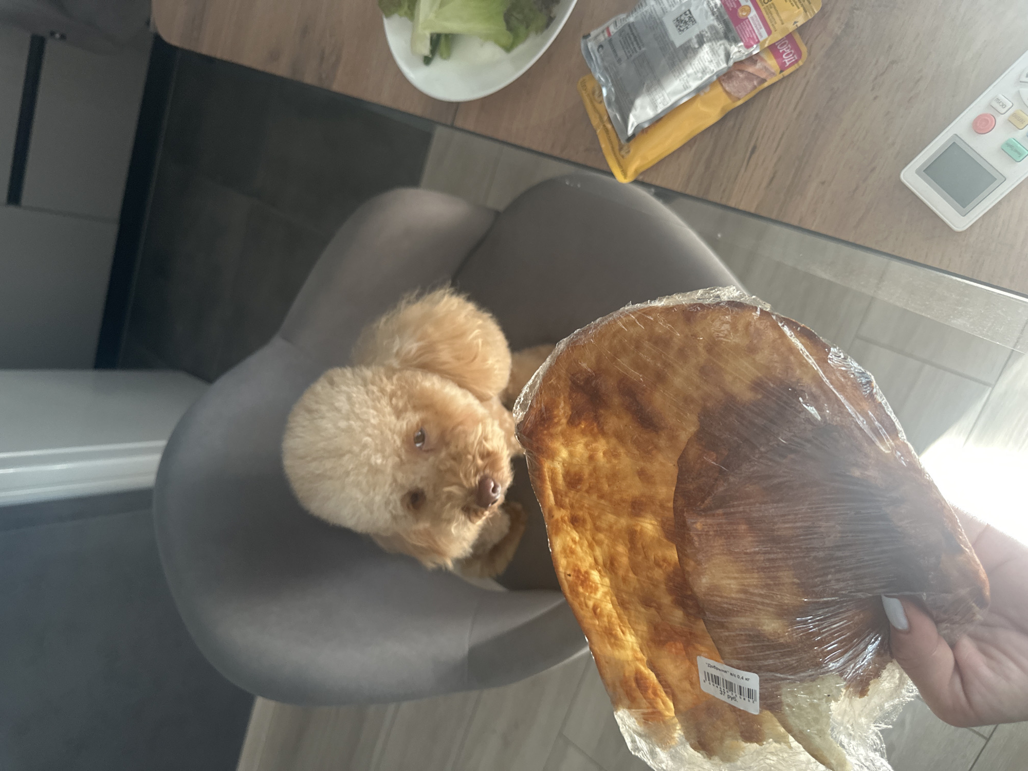 A light brown poodle sits on a grey chair, looking up expectantly. In the foreground, a hand holds a large, flatbread wrapped in plastic. The bread has a golden-brown, slightly uneven surface. Behind the dog and to the right, a wooden table is visible, holding a small white plate with lettuce, a yellow package, a silver package with some text, and a white remote control. The setting appears to be indoors, likely a kitchen or dining area, with natural light suggesting daytime. The dog's posture and gaze convey an emotion of anticipation, possibly hoping for a piece of the bread. Visible text on the bread's label includes "Добрынин" and "вес 0.4 кг", along with numbers and "37 руб.".