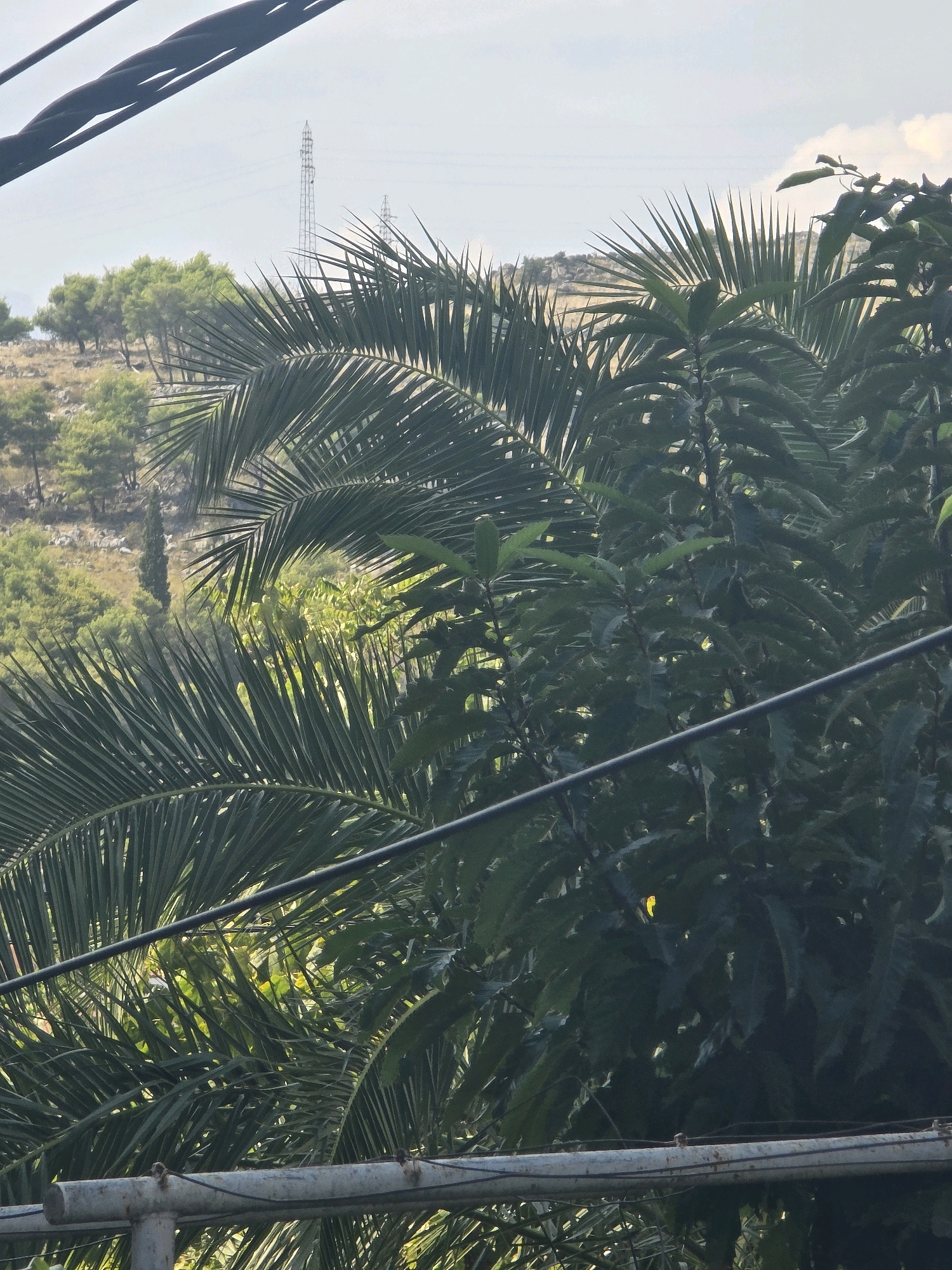 The image captures a view of a hillside with scattered trees and a power line tower in the background, framed by the fronds of a palm tree in the foreground. The scene is outdoors, under an overcast sky. A metal railing is visible at the bottom of the frame, and electrical wires are strung across the upper portion of the image. The hillside is covered in dry vegetation and a few cypress trees. The overall impression is one of a semi-urban or suburban environment, possibly on the outskirts of a city like Podgorica, Montenegro, where such landscapes are common. There are no people or animals visible in the image.