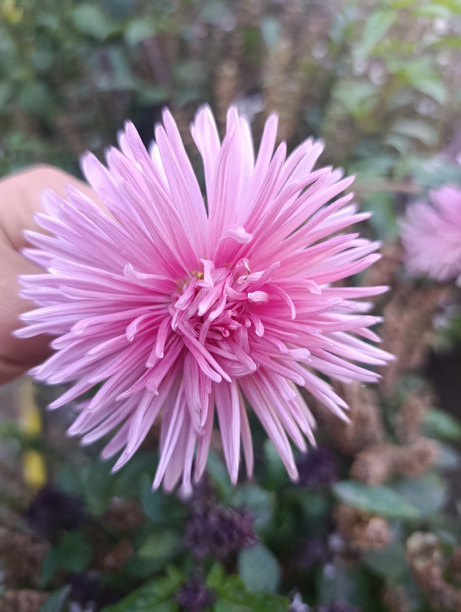 A close-up, vertical shot shows a bright pink aster flower in focus, its delicate, spiky petals radiating outwards. The flower is held by a partially visible human hand, suggesting someone is admiring or tending to it. The background is softly blurred, featuring green foliage and hints of other floral elements, creating a garden-like atmosphere. The image appears to be taken outdoors, possibly in a park or private garden. The specific location within Kayıŋdı, Kyrgyzstan, is not determinable from the visual information provided.