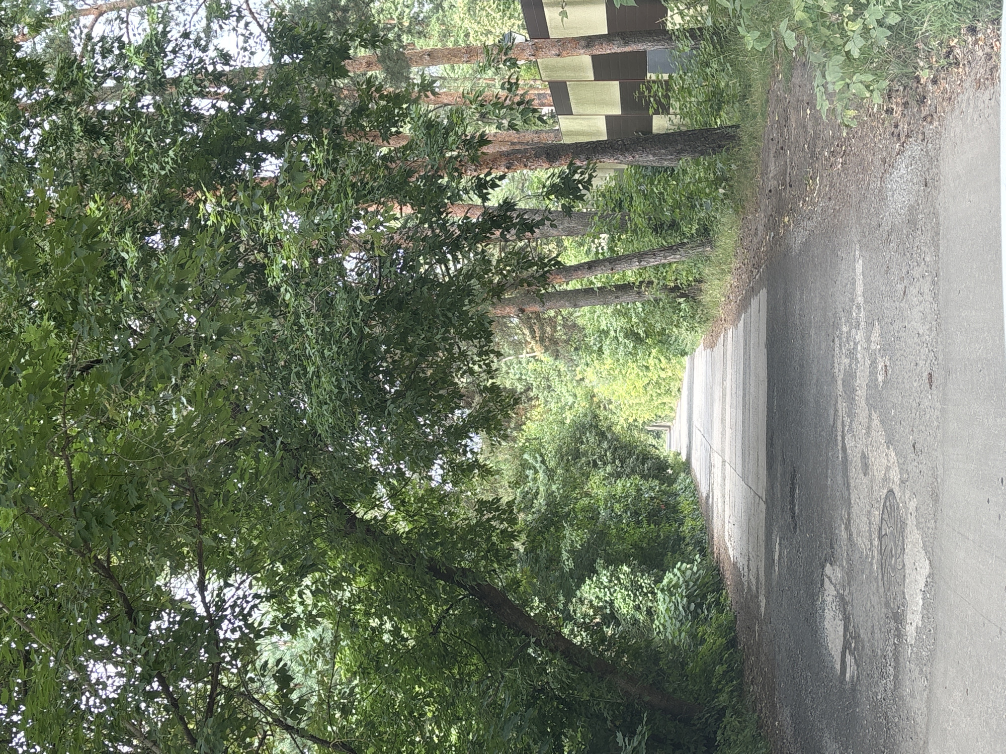 A straight, paved road, appearing to be a park path or quiet street, is bordered by lush green trees on both sides. The trees on the left are dense and leafy, forming a canopy that partially shades the road. On the right, taller pine trees stand with a decorative fence visible behind them, featuring alternating dark brown and light yellow rectangular panels. The road surface shows signs of wear, with patches of discolored concrete and what appears to be a manhole cover in the foreground. The scene suggests a natural, possibly semi-rural or park-like setting within a city. This location is likely within the city of Zvenigorod, Russia.