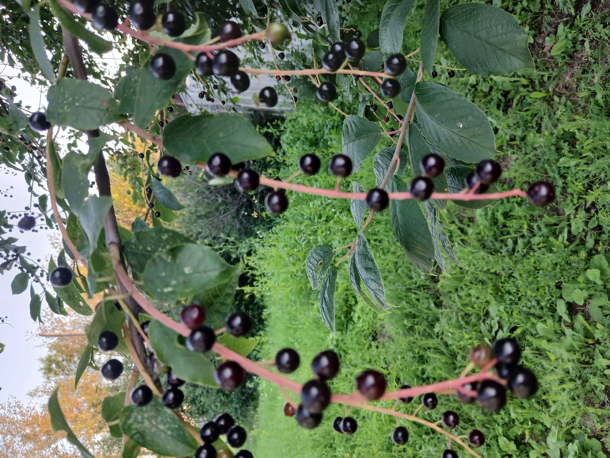 The image displays a close-up view of a branch of a plant laden with dark, round berries. The berries are clustered along thin, reddish stems, interspersed with green leaves, some of which show signs of damage or decay. The background consists of lush green foliage and grass, suggesting an outdoor, natural setting. The lighting indicates it is daytime, and the focus is on the berries and leaves, with the background slightly blurred. The composition is vertical, with the branch extending from the top left and curving down towards the bottom right. There are no people, animals, or visible text in the image.