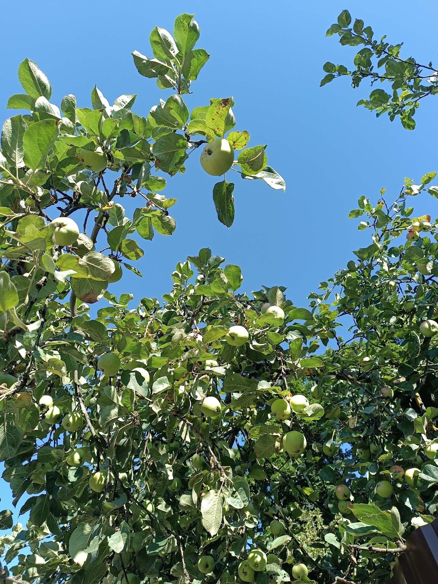 This image depicts an apple tree laden with unripe, green apples, set against a clear blue sky. The perspective is from below, looking up into the branches. Sunlight filters through the dense foliage, highlighting individual leaves and the developing fruit. The tree appears to be in a garden or orchard setting, possibly in Bykovo, Russia, given the context provided. The scene is natural and peaceful, with no people or other distracting elements visible.